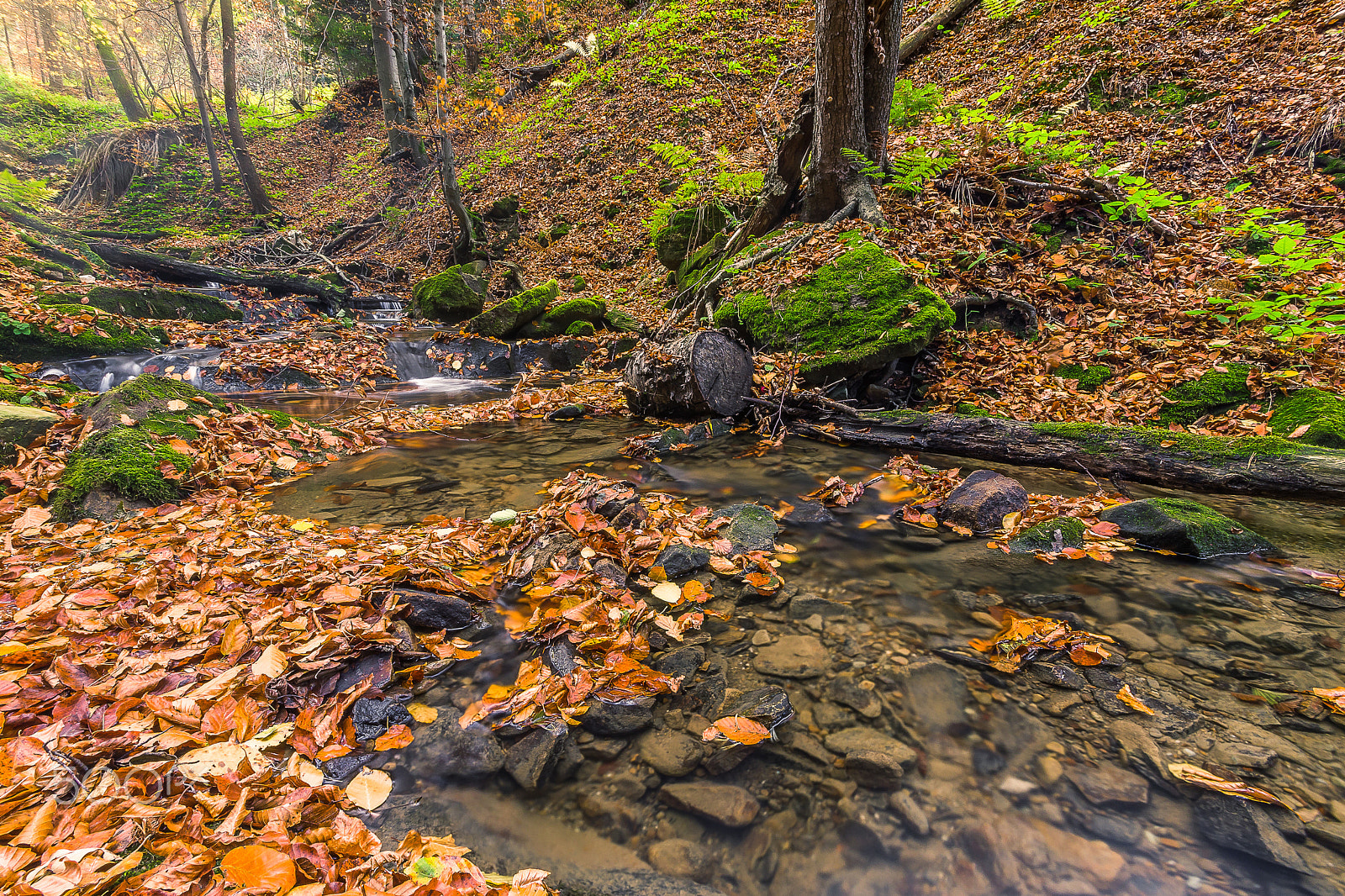 Sigma AF 10-20mm F4-5.6 EX DC sample photo. Autumni in forest.... photography