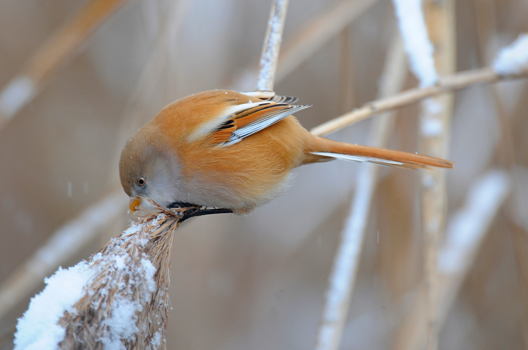 Nikon D300 sample photo. Bearded reedling photography