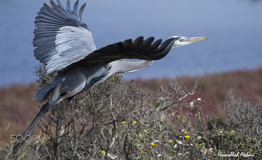 Nikon AF-S Nikkor 200-500mm F5.6E ED VR sample photo. Blue heron photography
