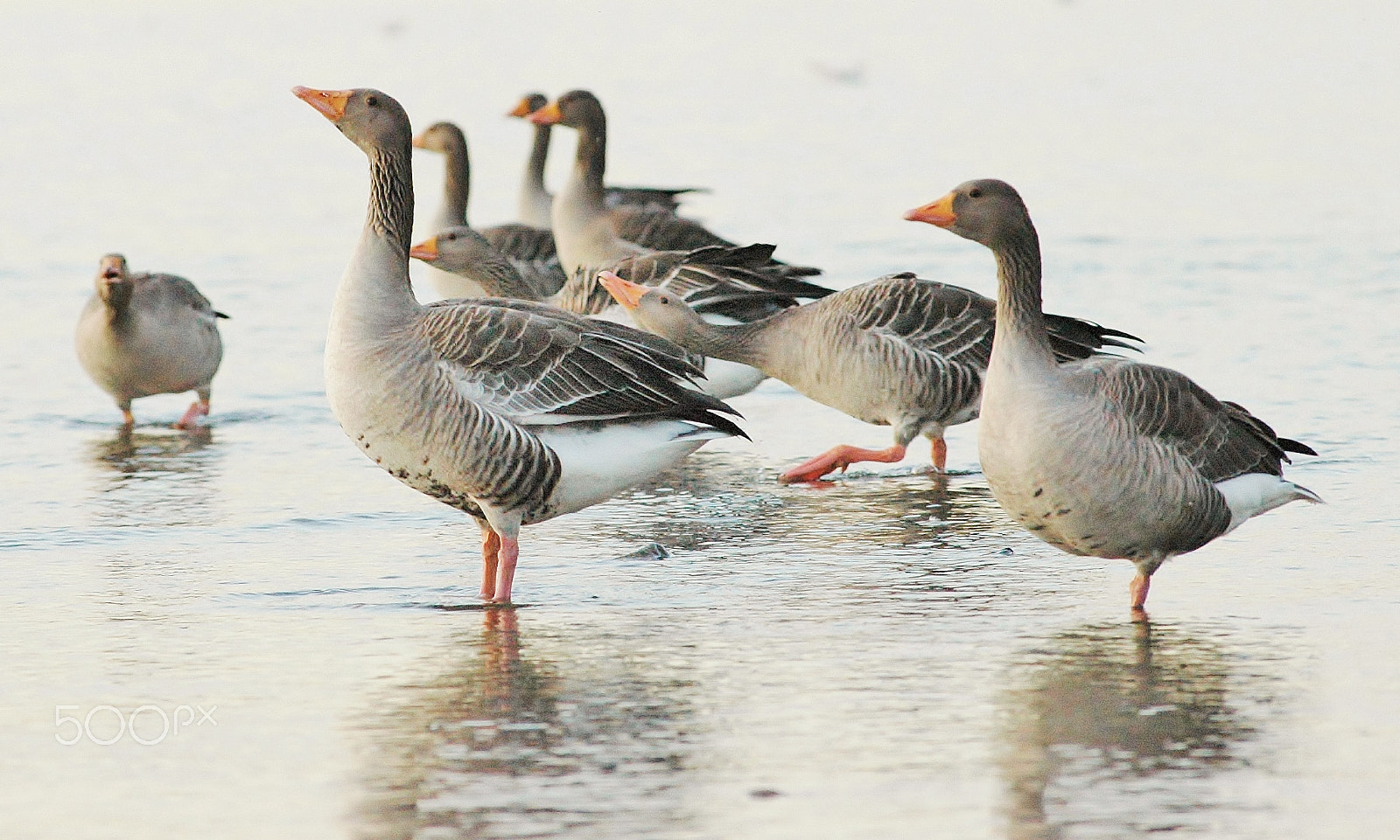 AF Zoom-Nikkor 80-200mm f/2.8 ED sample photo. Geese ii photography