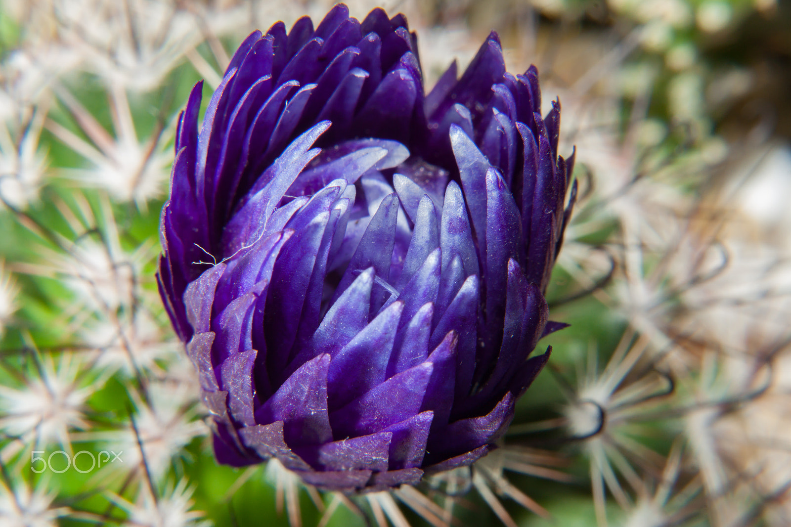 Canon EOS 50D + Canon EF 50mm F1.8 STM sample photo. That purple cactus photography