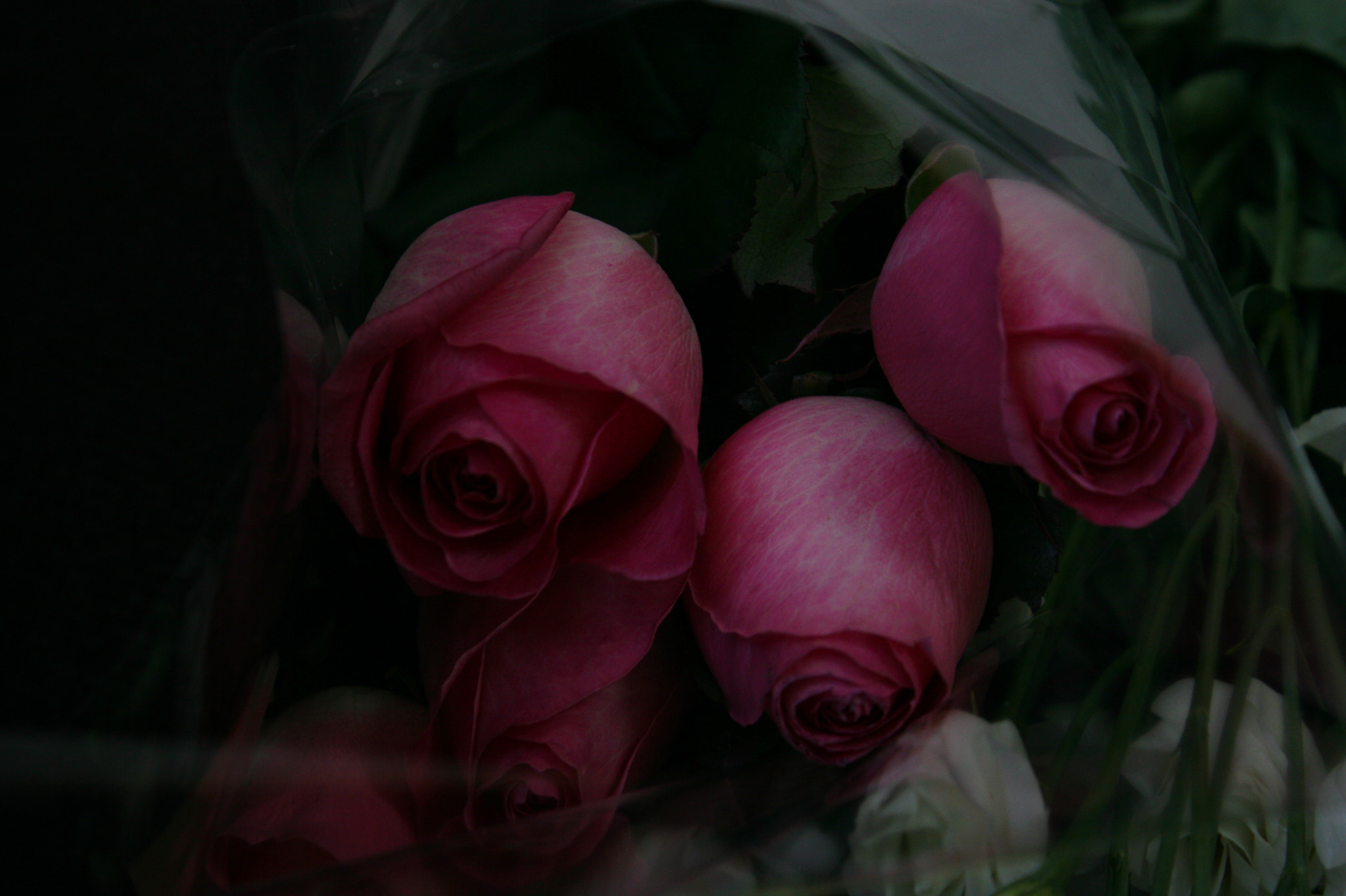 Canon EOS 30D sample photo. Fl_rs photography