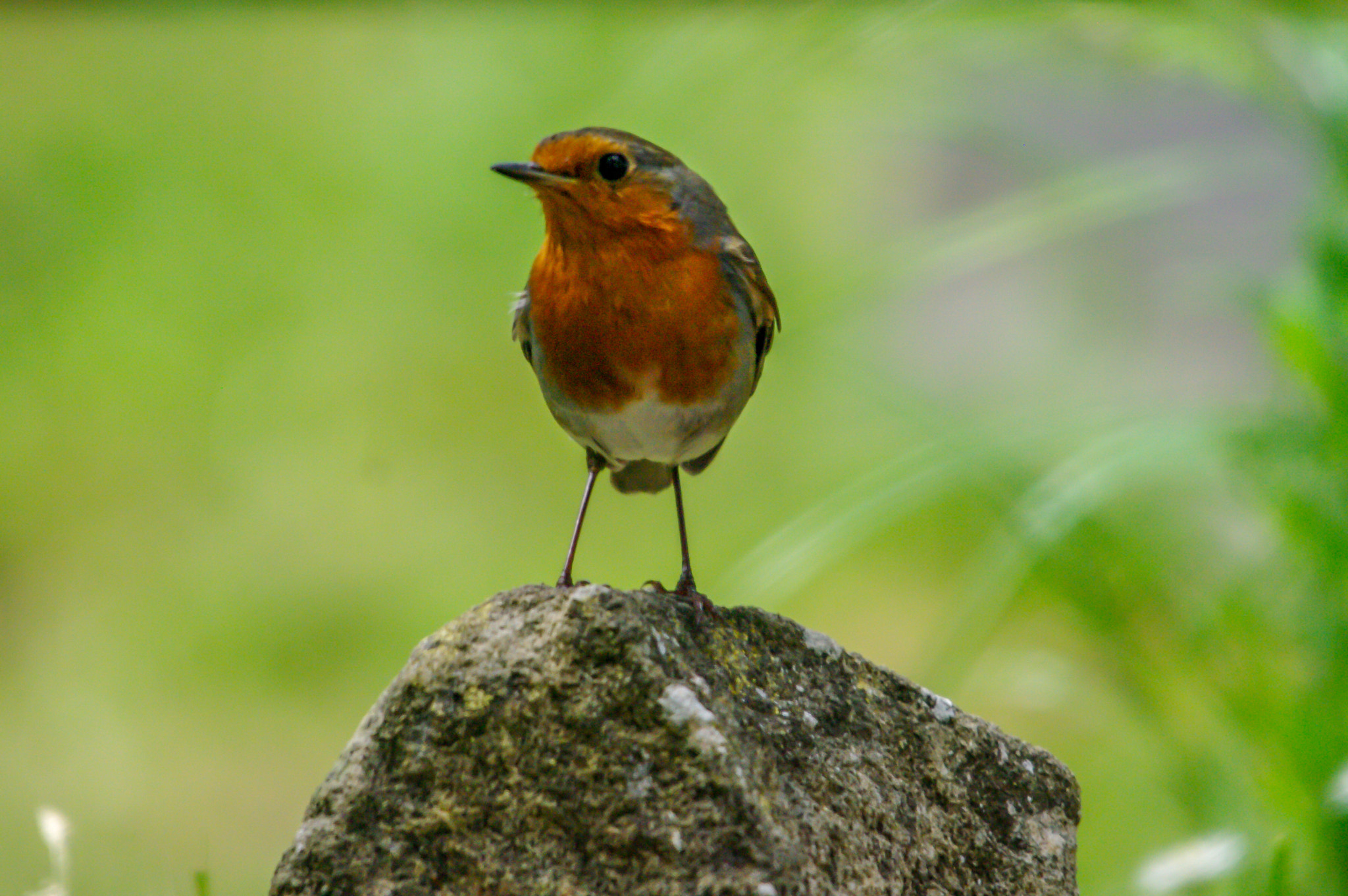 Pentax K20D + Sigma 70-200mm F2.8 EX DG Macro HSM II sample photo. Rouge gorge photography