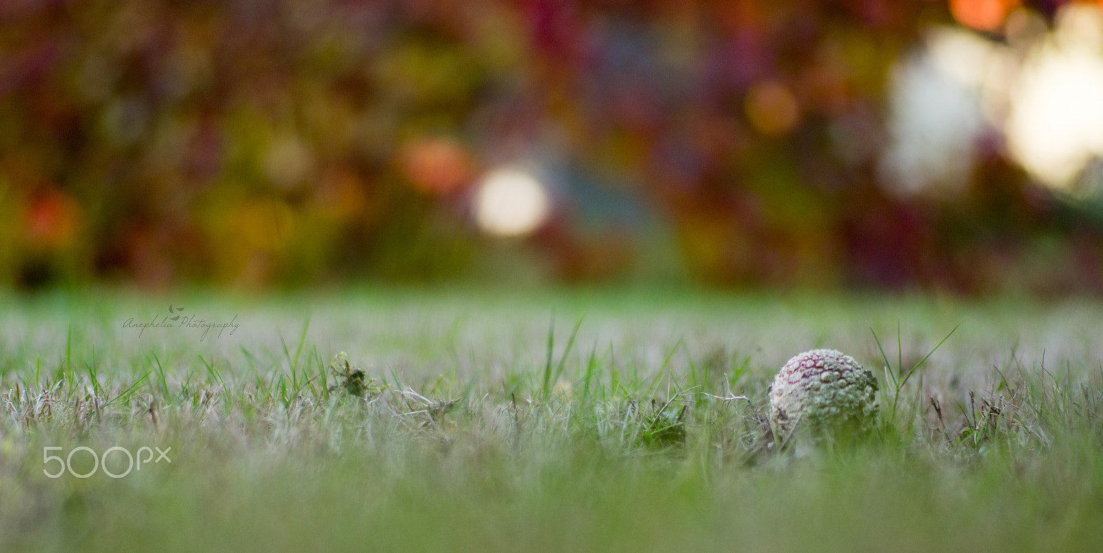 Sony SLT-A55 (SLT-A55V) + Minolta AF 100mm F2.8 Macro [New] sample photo. The color of autumn photography