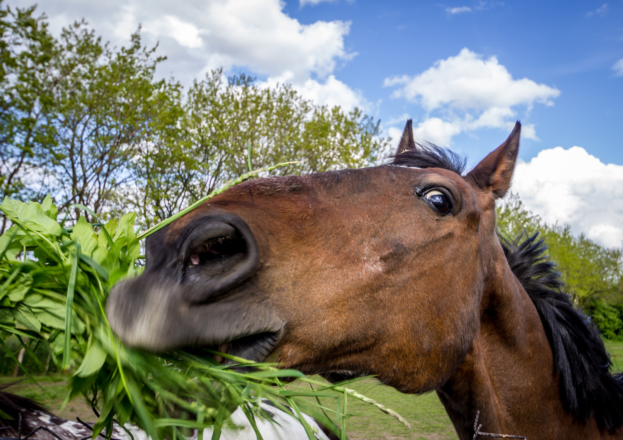 Sigma 10-20mm F3.5 EX DC HSM sample photo. Horse while eating photography