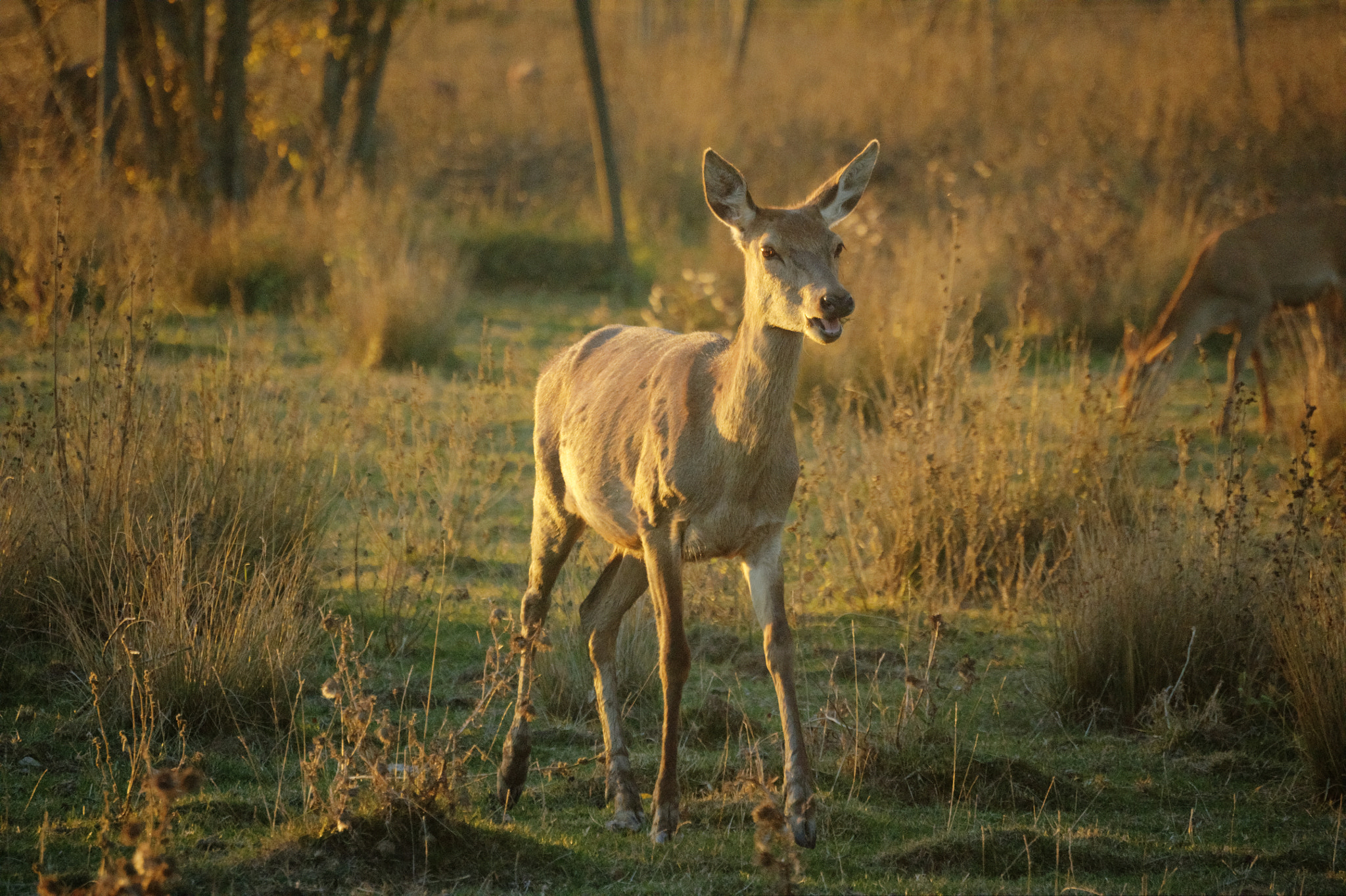 Nikon D5000 sample photo. Bambi photography