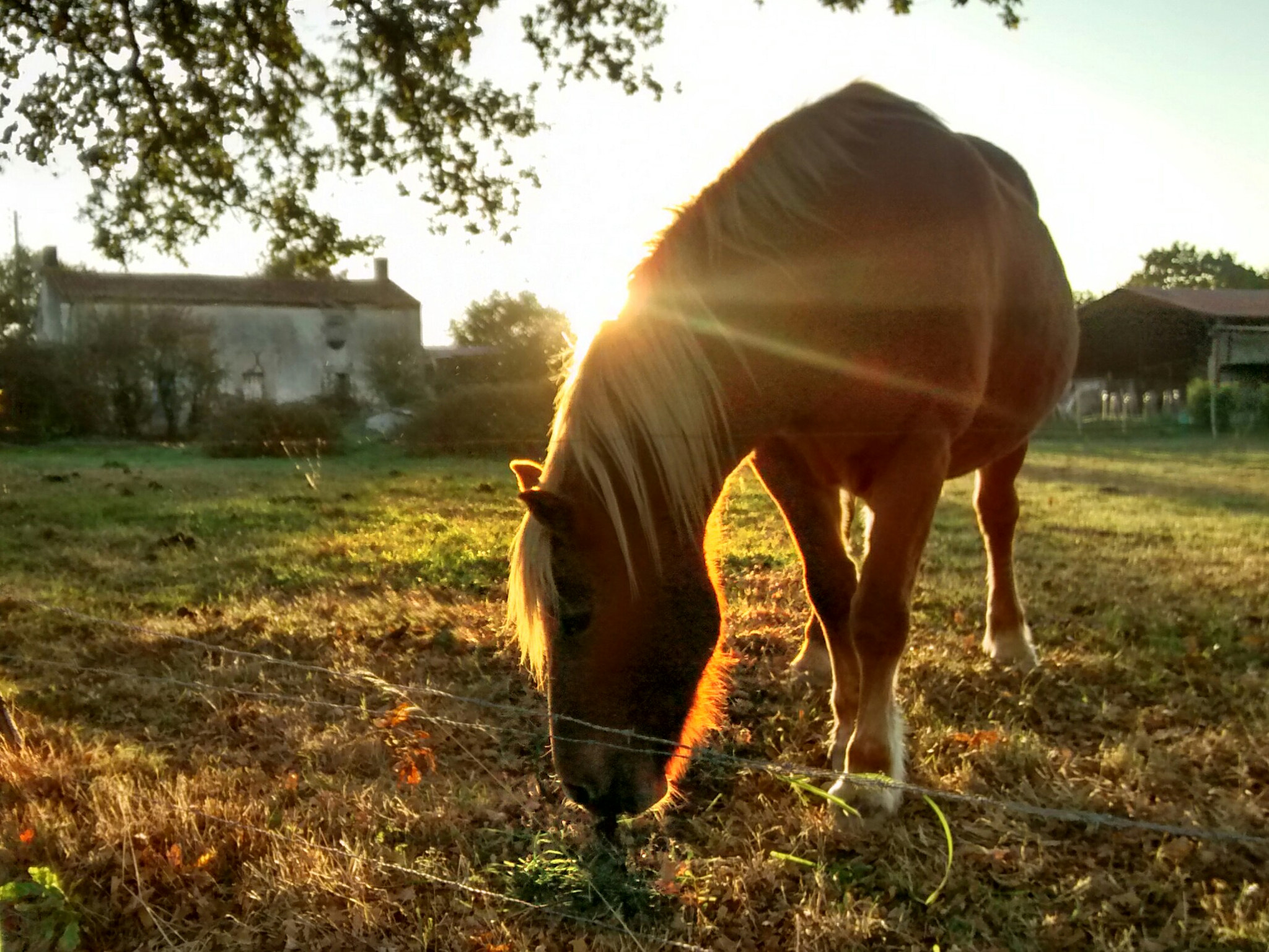 Motorola Moto G with 4G LTE (1st Gen) sample photo. Cheval envendée photography