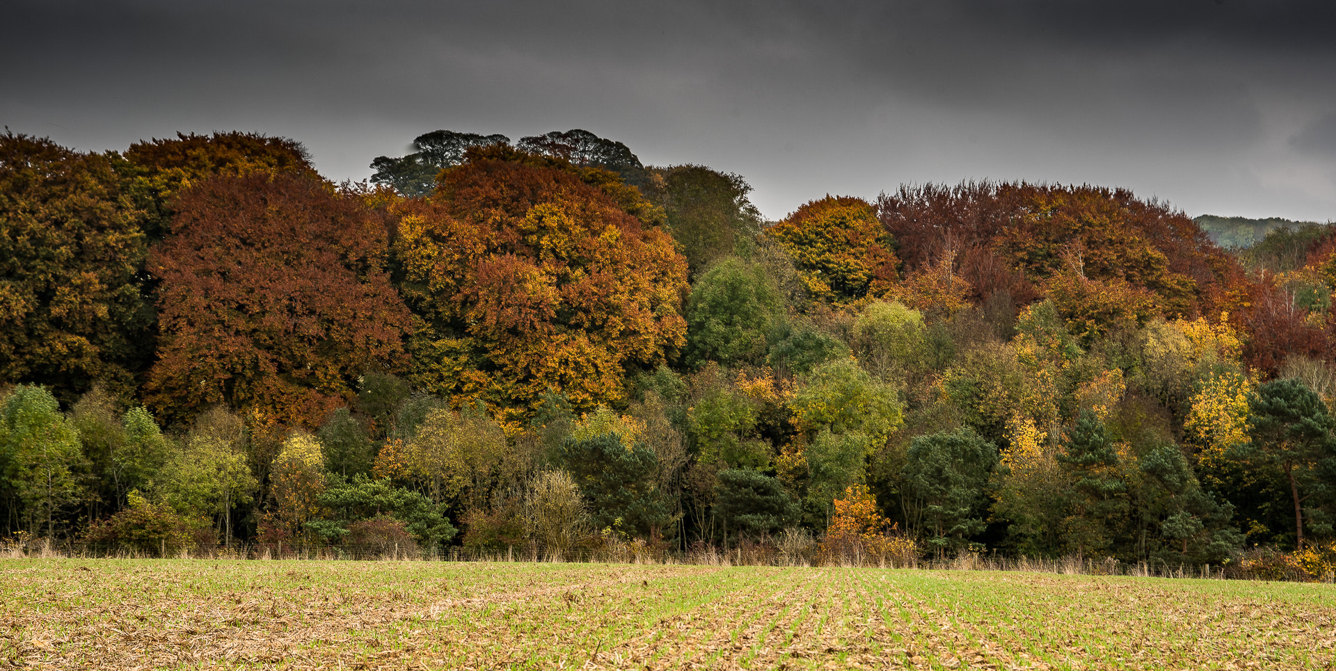 Sigma 24-70mm F2.8 EX DG Macro sample photo. Autumn colours photography