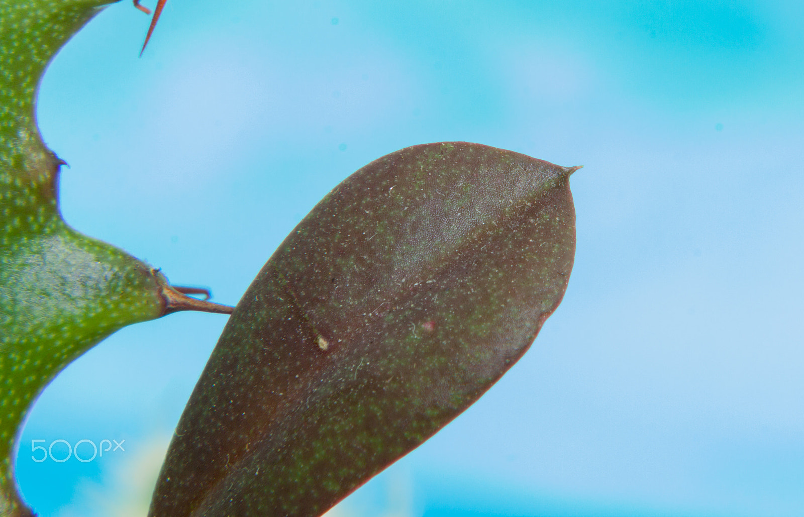 Canon EOS 50D + Canon EF 50mm F1.8 STM sample photo. Cactus leaf photography