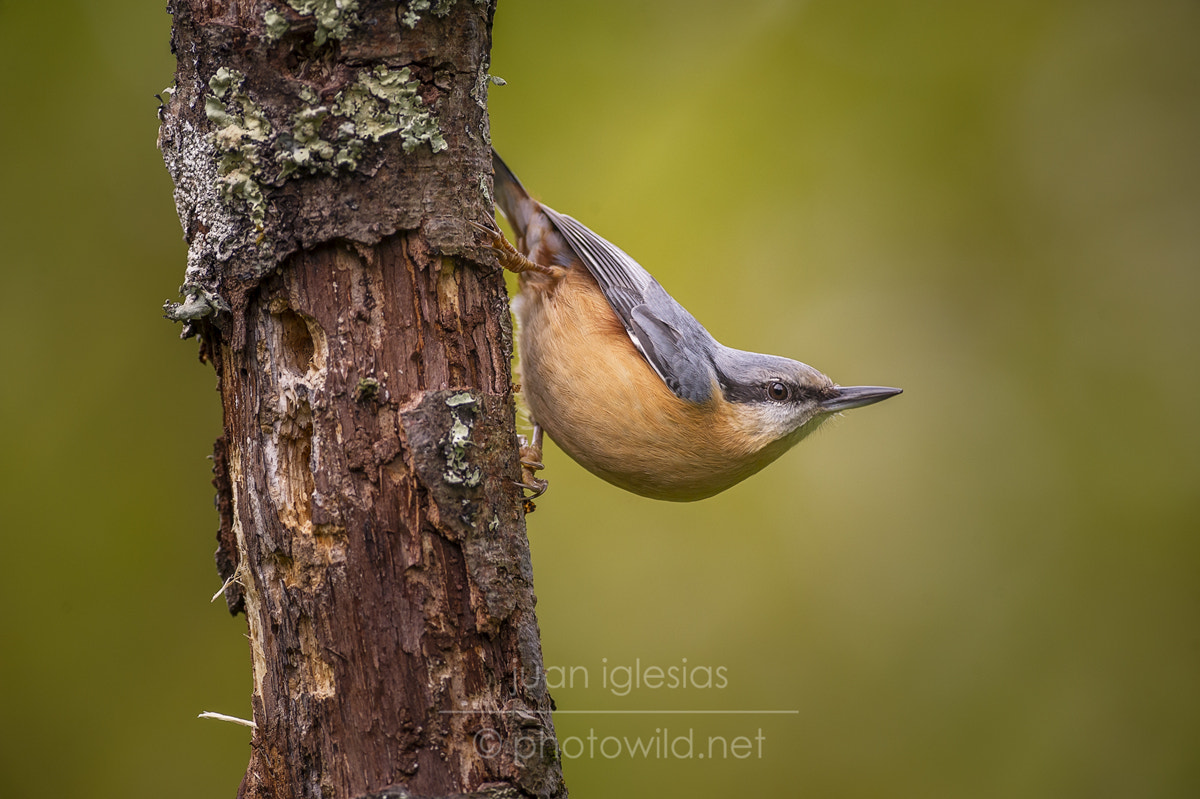 Nikon AF-S Nikkor 300mm F2.8G ED VR II sample photo. Repador azul / nuthatch (sita europaea) photography