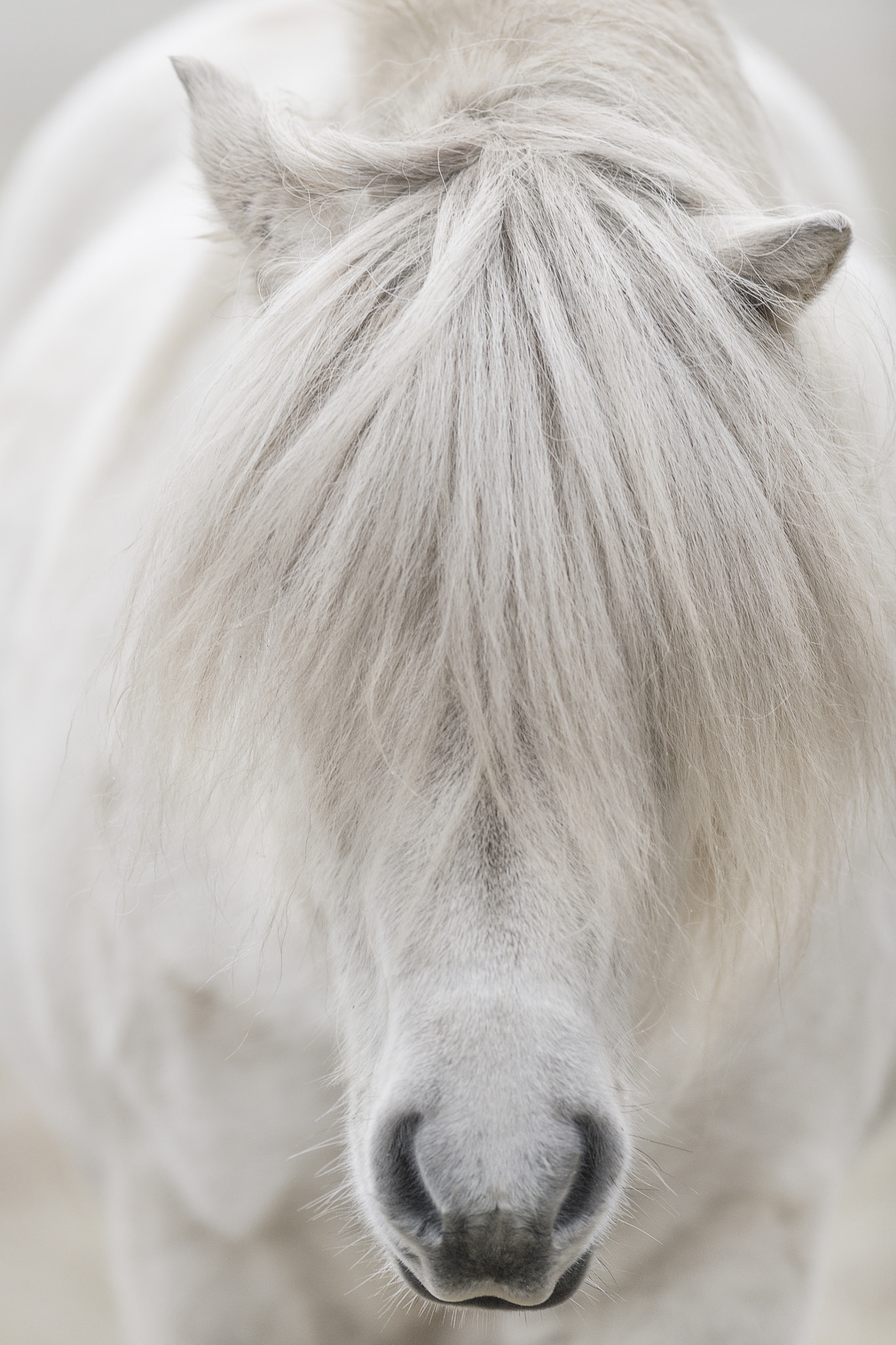 Nikon AF-S Nikkor 300mm F2.8G ED VR II sample photo. White beauty photography