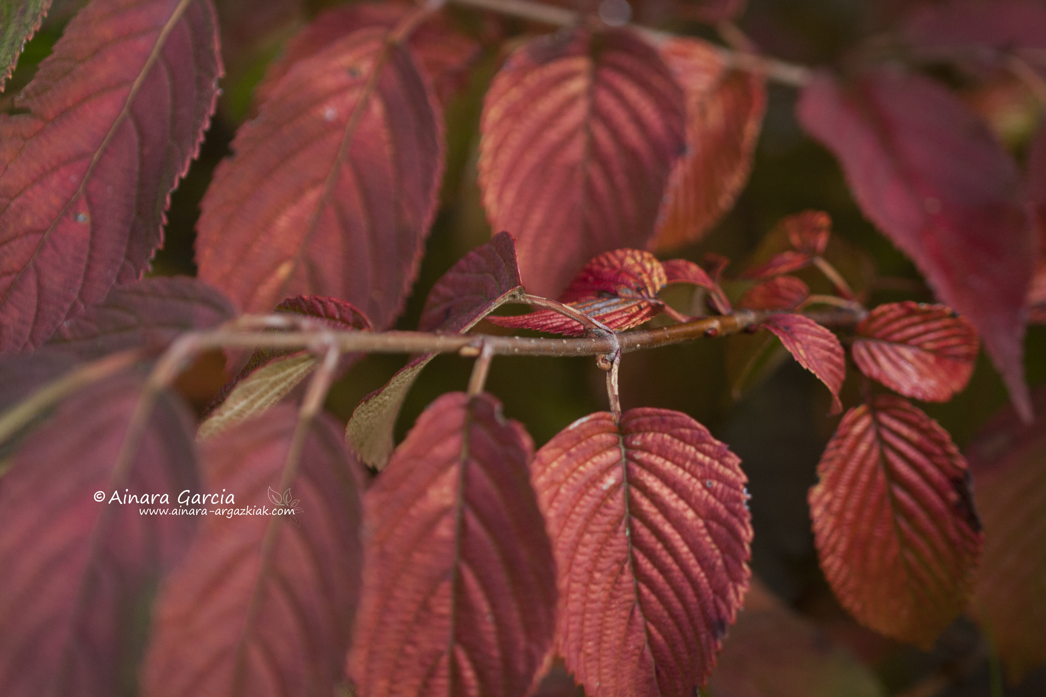Canon EF 100mm F2.8L Macro IS USM sample photo. Gorria_rojo_red photography