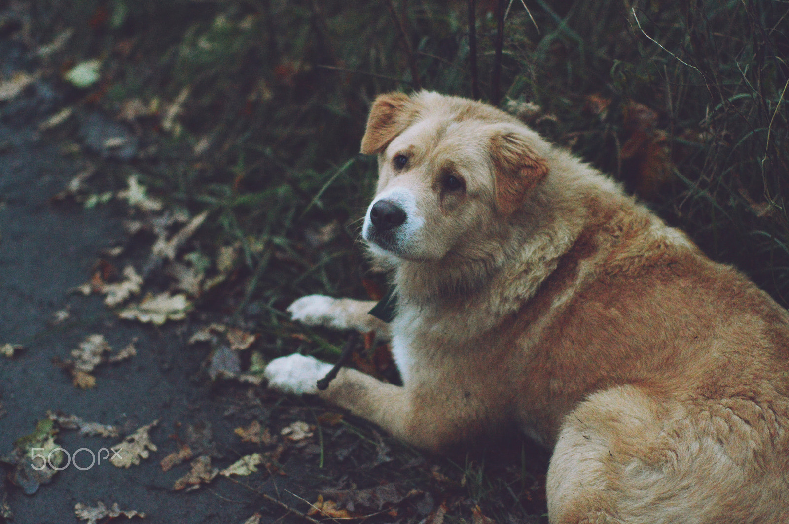 Nikon D3200 + Sigma 50mm F1.4 EX DG HSM sample photo. Miszka photography