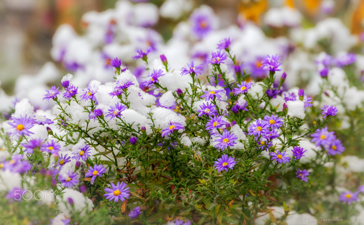Canon EF 70-300mm F4-5.6L IS USM sample photo. Asters in the snow photography