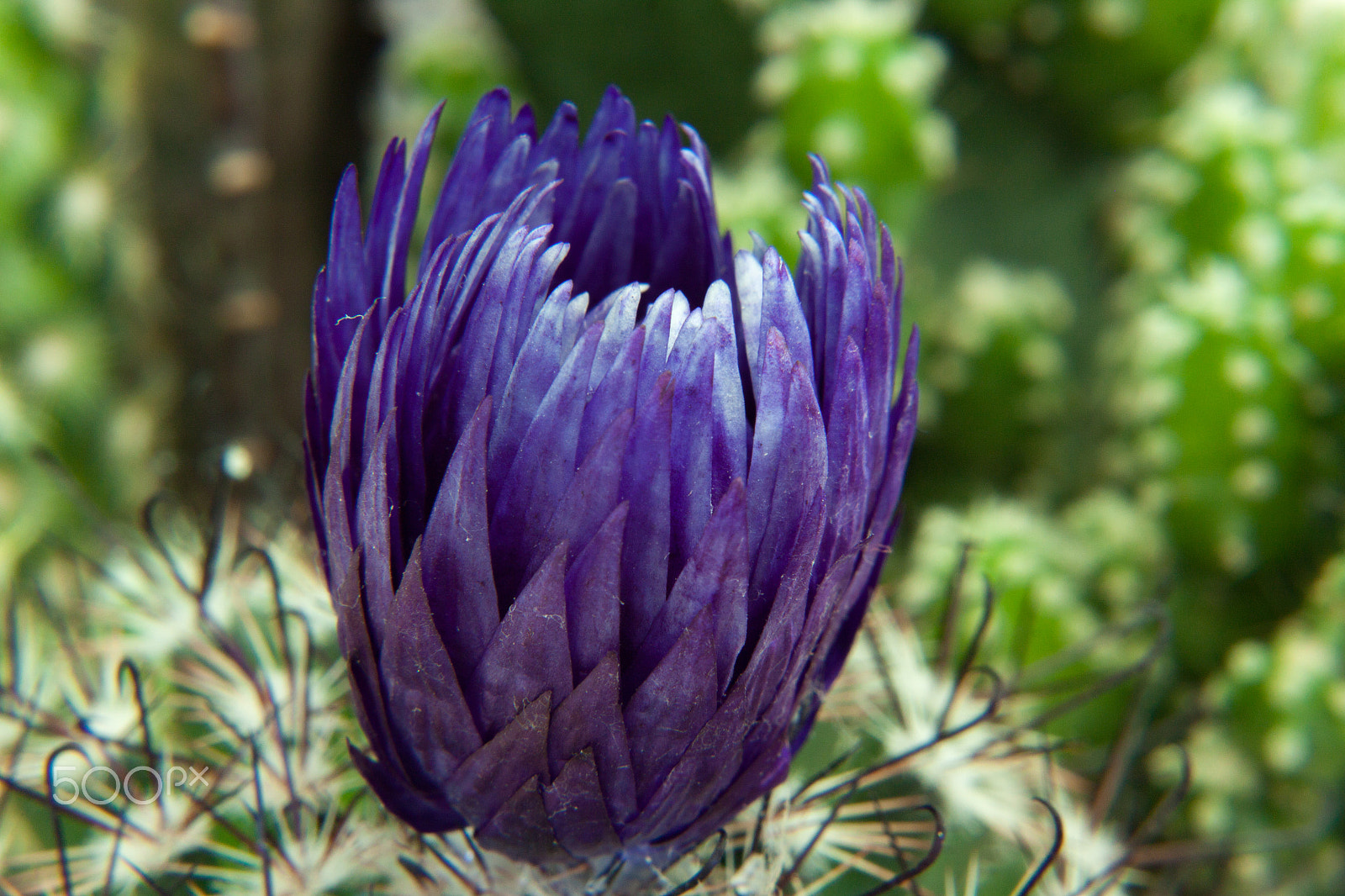 Canon EOS 50D + Canon EF 50mm F1.8 STM sample photo. Side view of the purple cactus photography