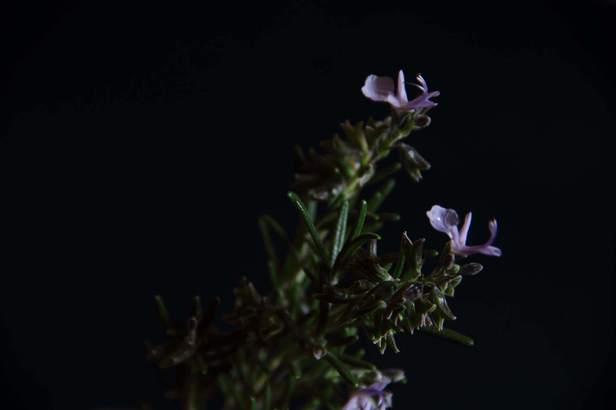 Canon EF-S 18-135mm F3.5-5.6 IS sample photo. Rosemary photography