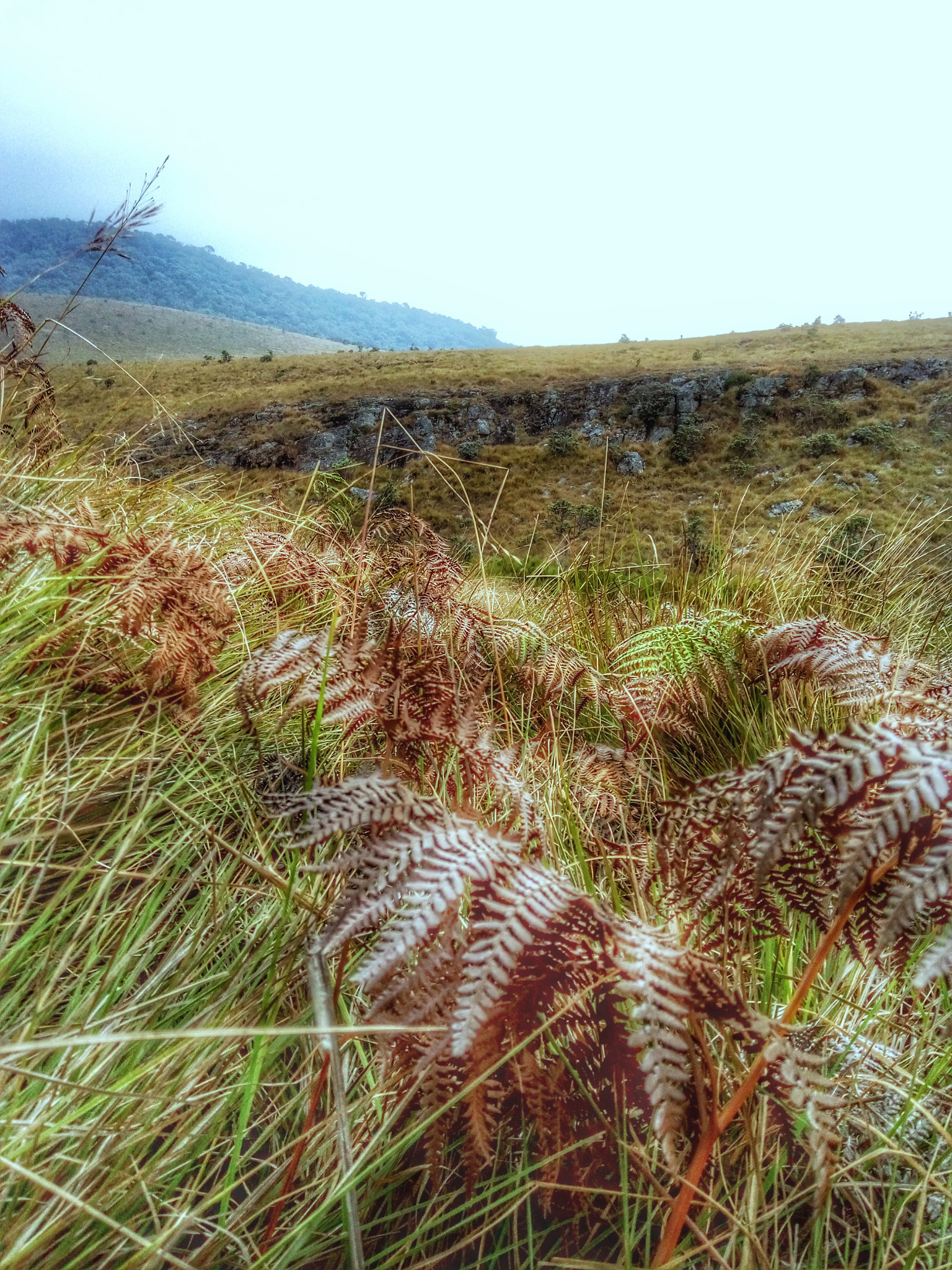 HTC D728W sample photo. Grassy and messy hortan plains  photography