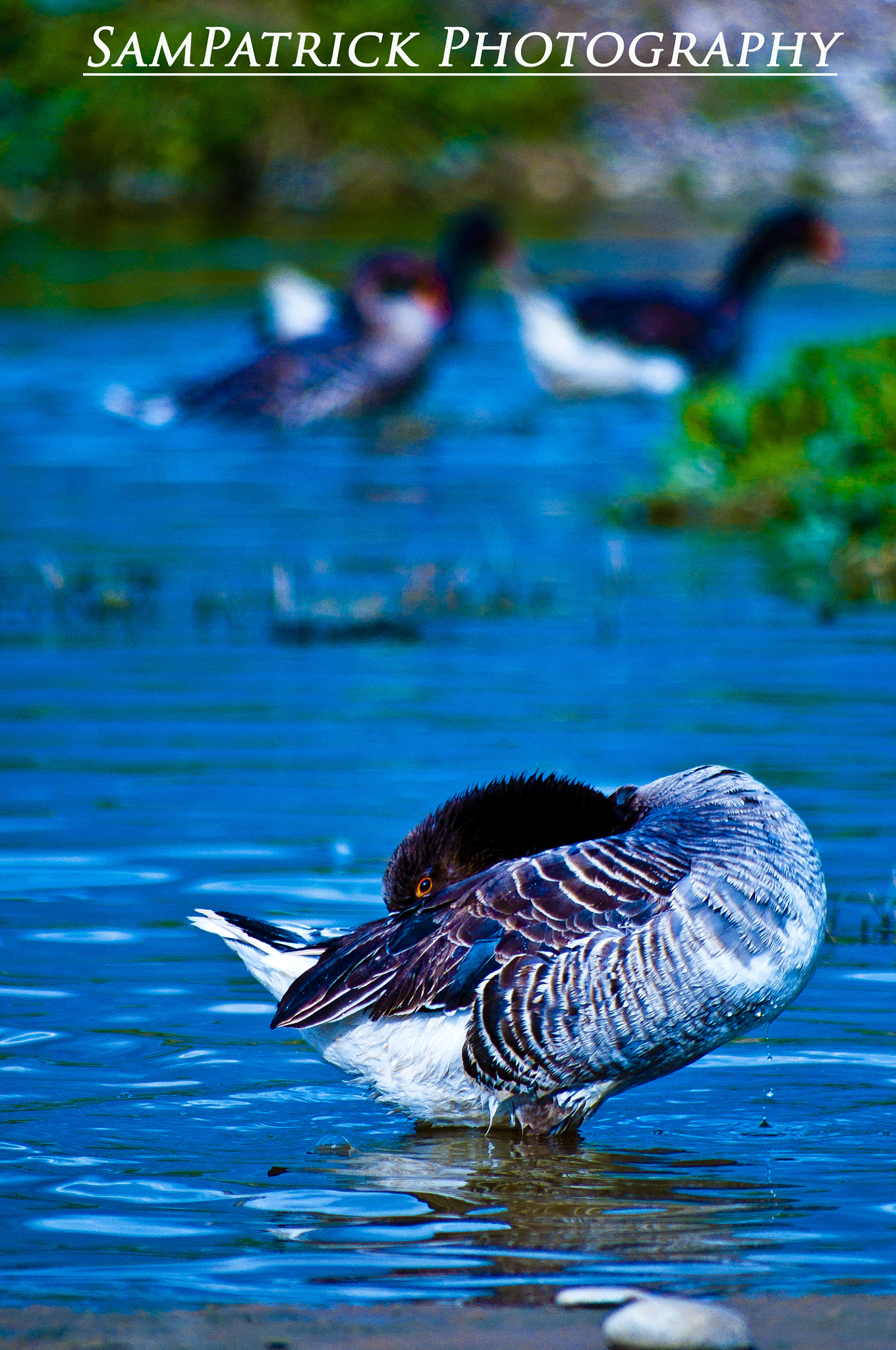Sigma 70-300mm F4-5.6 APO DG Macro sample photo. Relaxed duck photography