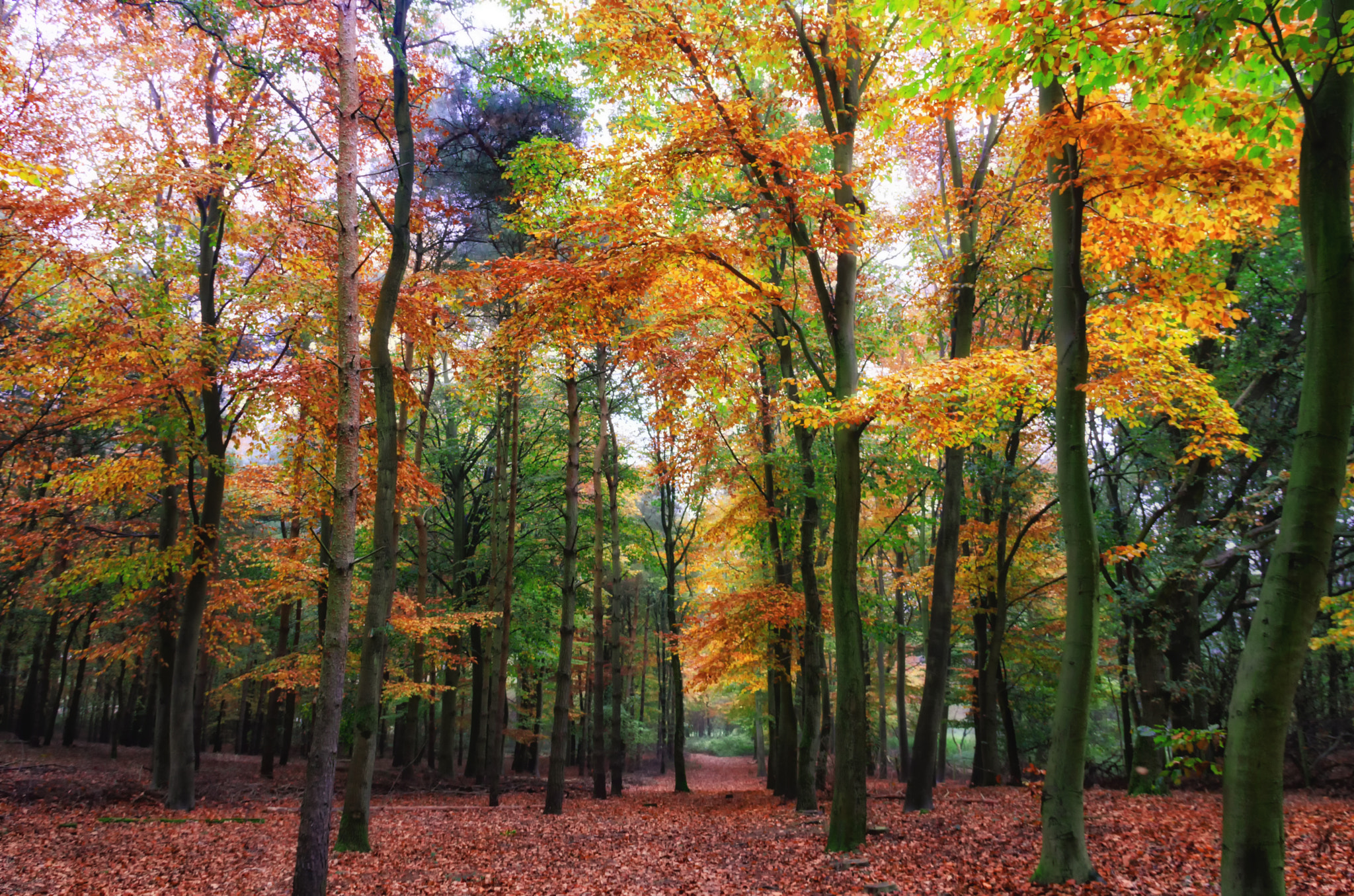 Canon EOS 760D (EOS Rebel T6s / EOS 8000D) sample photo. Vibrant autumn leaf canopy photography