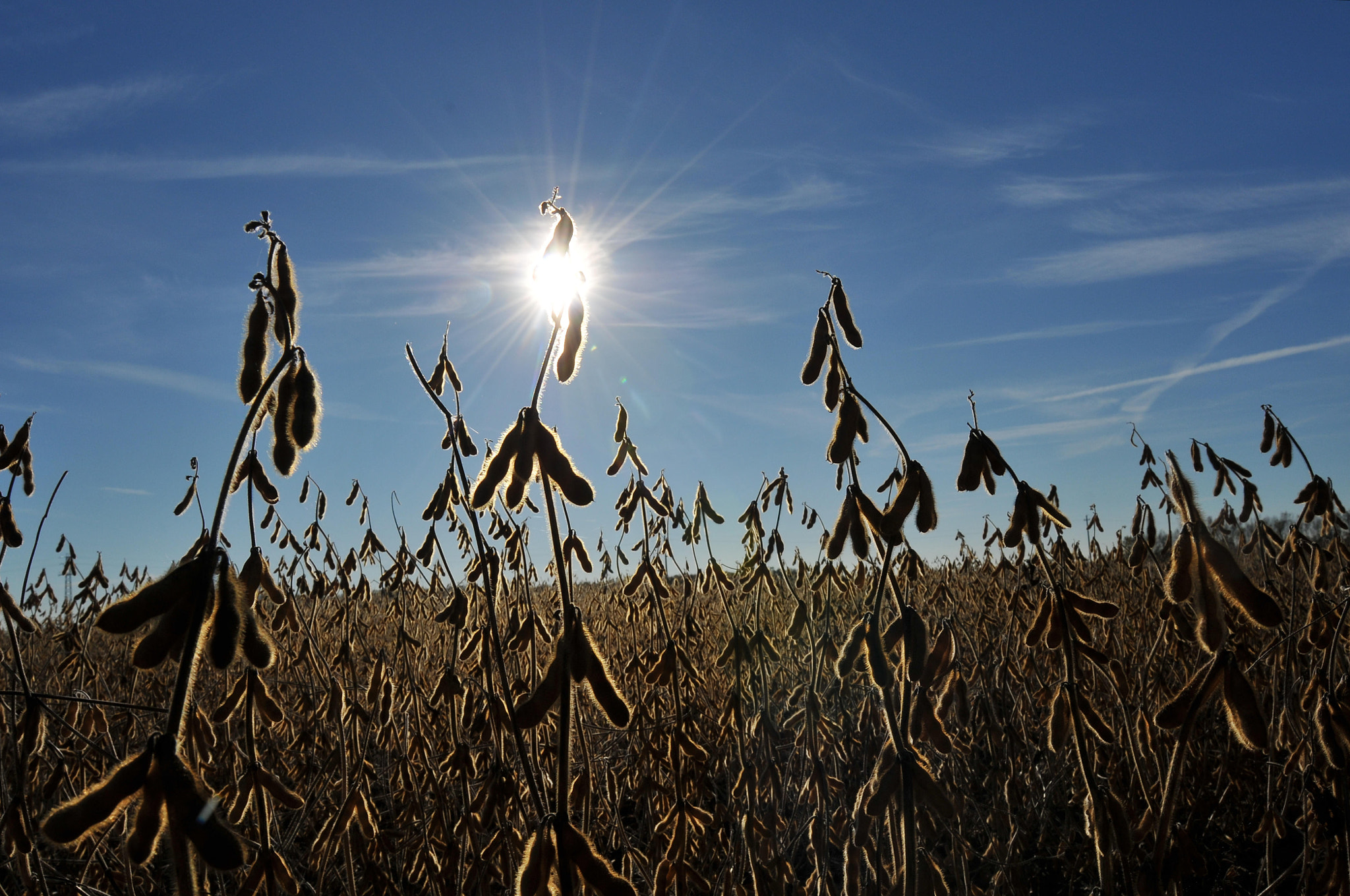 Nikon D300 sample photo. Soy..  rays photography