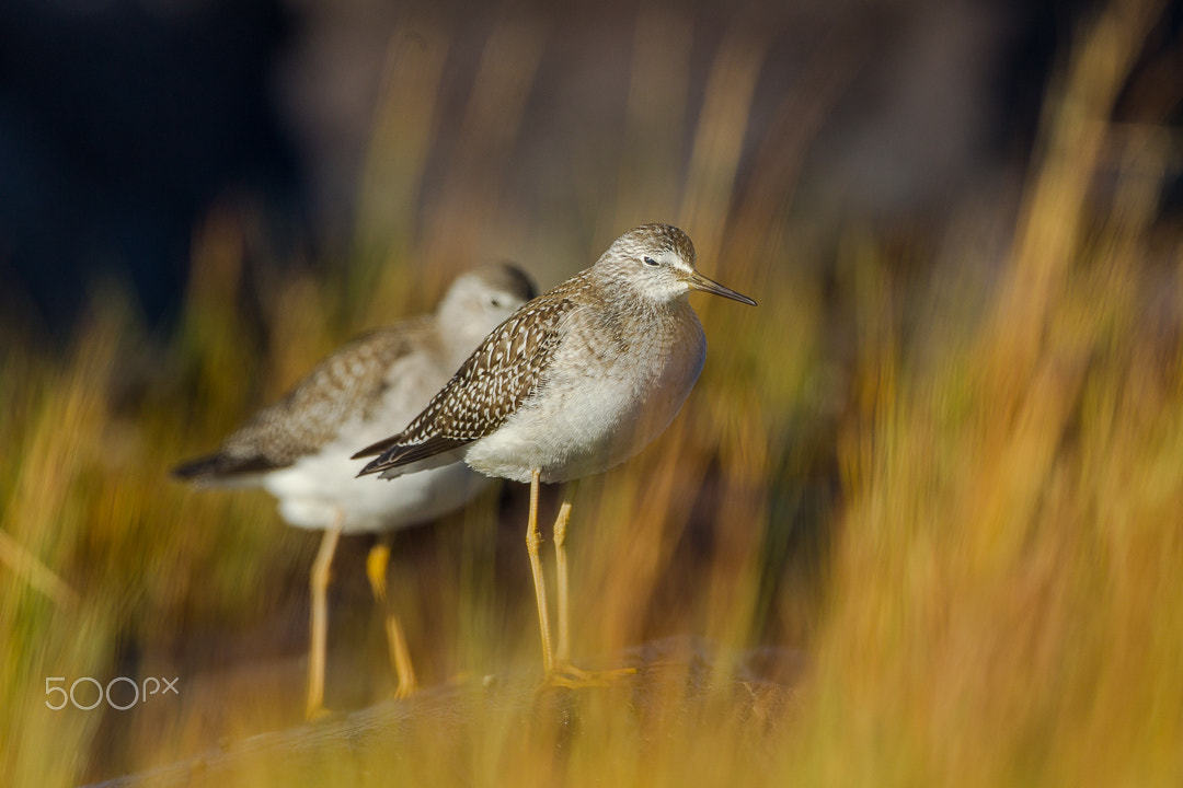 Canon EF 500mm F4L IS USM sample photo. Peaceful moment photography