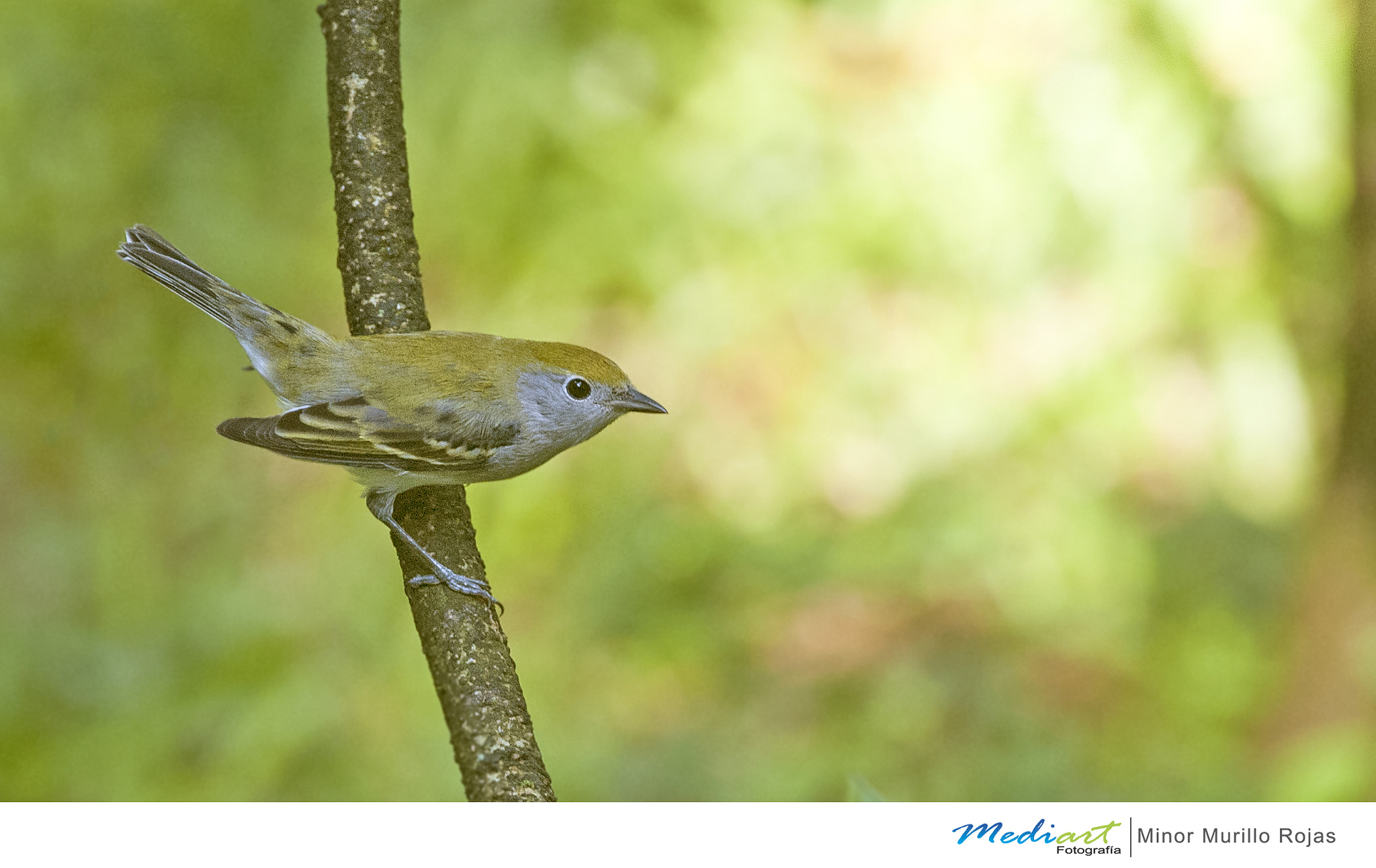 Nikon D700 sample photo. Chestnut sided warbler (juv. female) photography