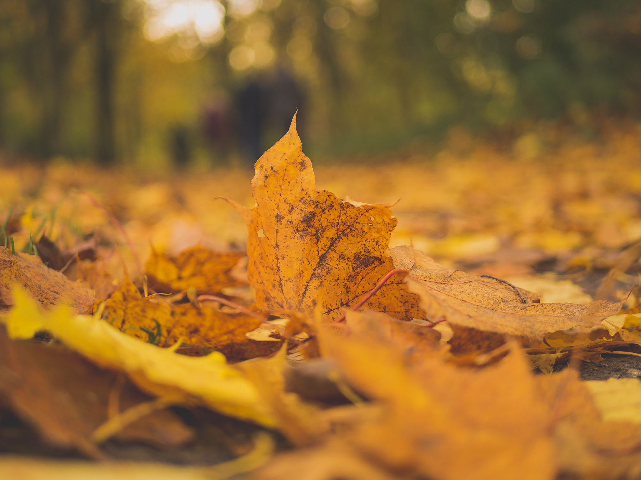 Olympus OM-D E-M10 + LUMIX G 25/F1.7 sample photo. Herbstfarben photography