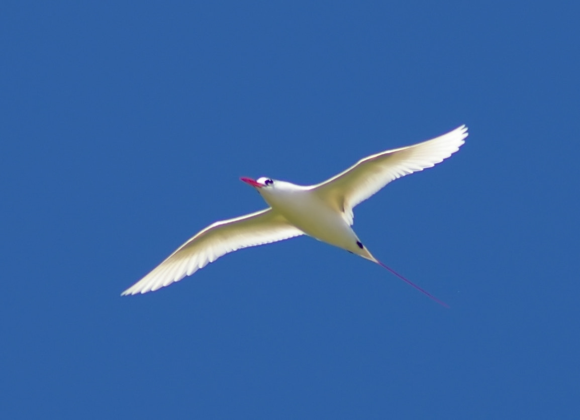 Pentax K100D Super sample photo. Paille en queue rouge (phaethon rubricauda) photography