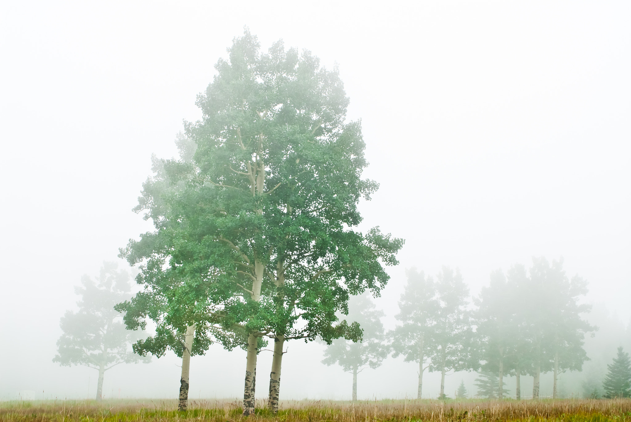 Nikon D200 sample photo. Edit stock photography