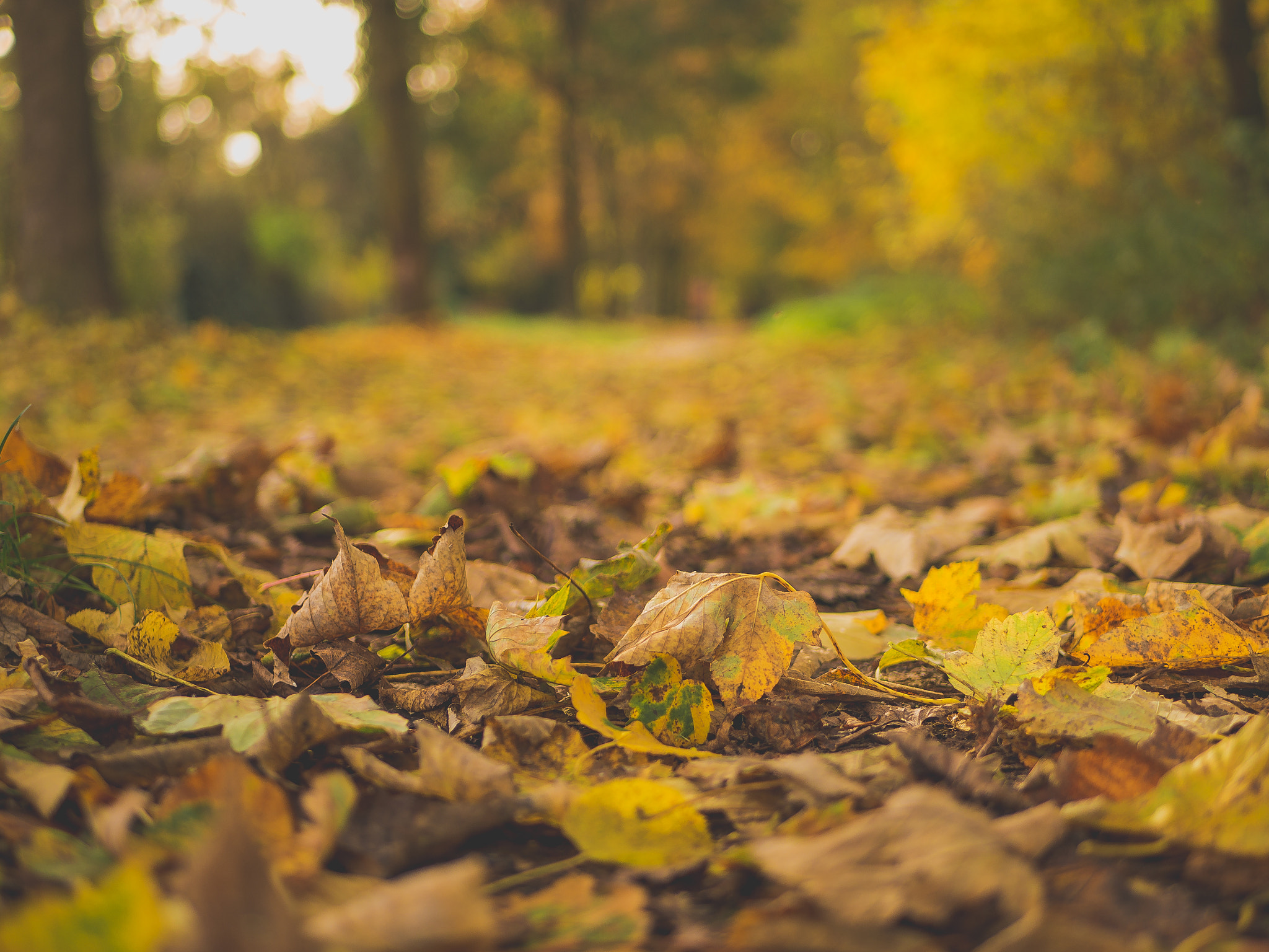 Olympus OM-D E-M10 + LUMIX G 25/F1.7 sample photo. Herbst bokhe photography