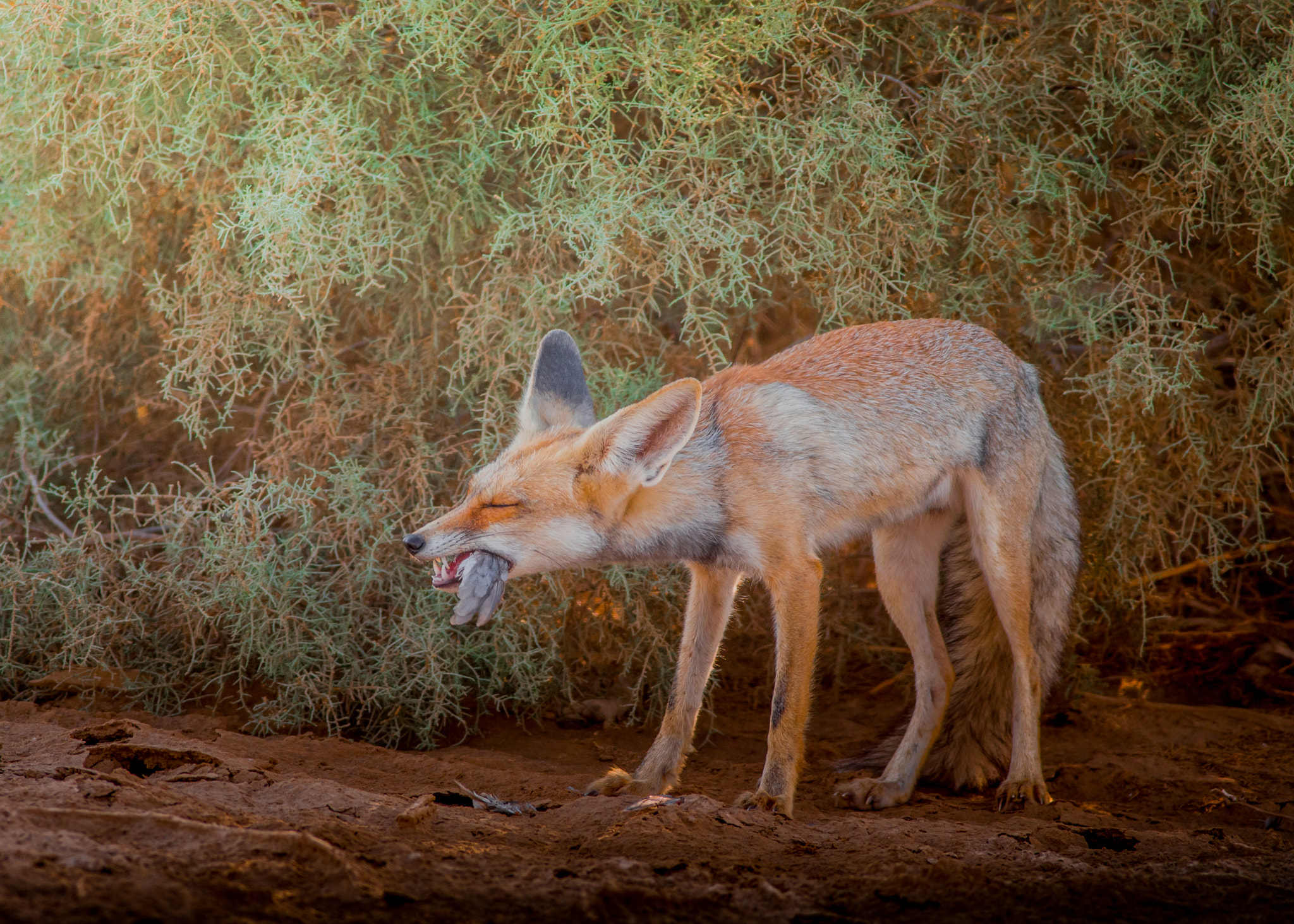 Canon EF 400mm F5.6L USM sample photo. Arabian red fox photography