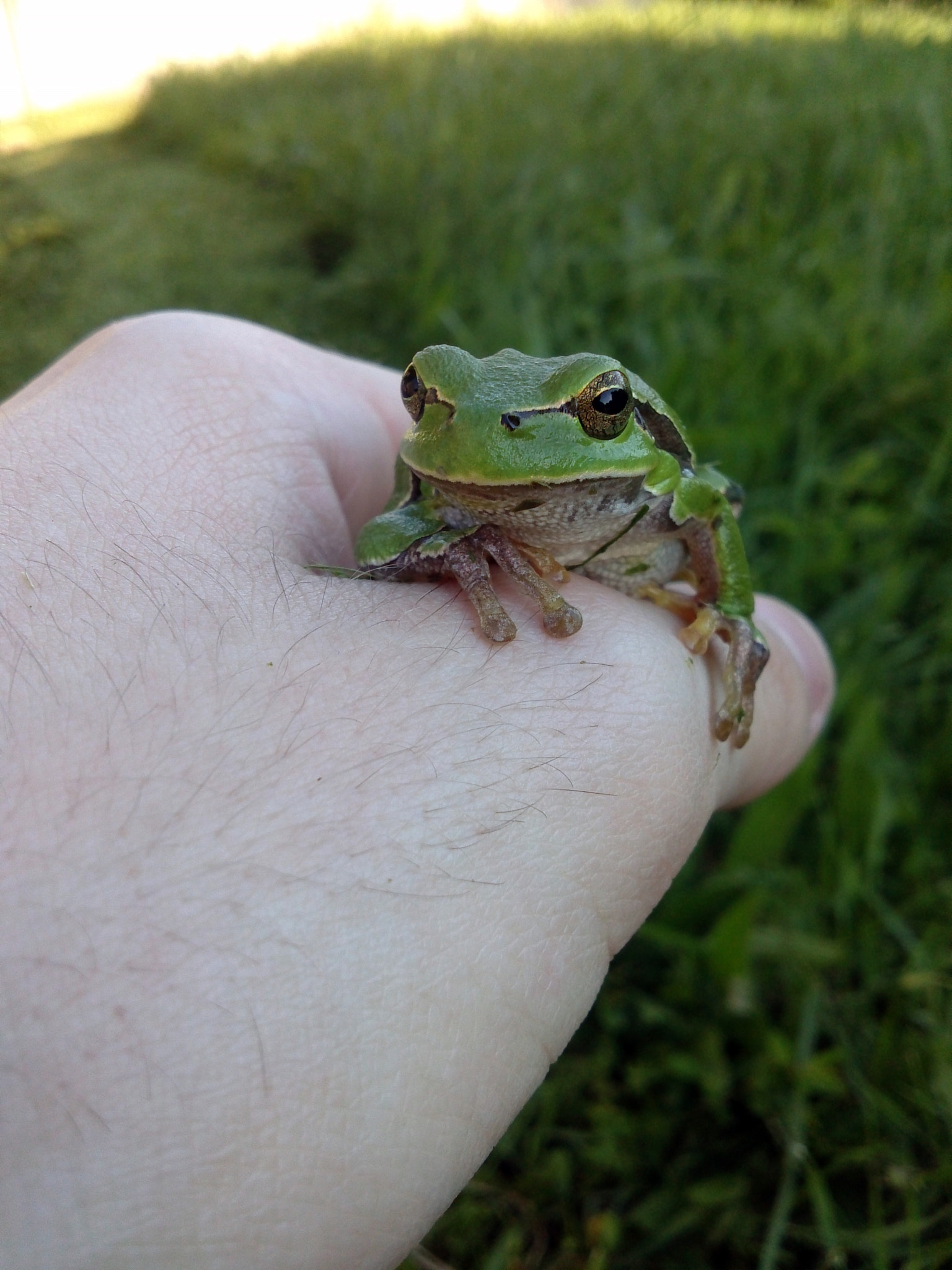 LG Optimus 4X HD sample photo. Frog photography