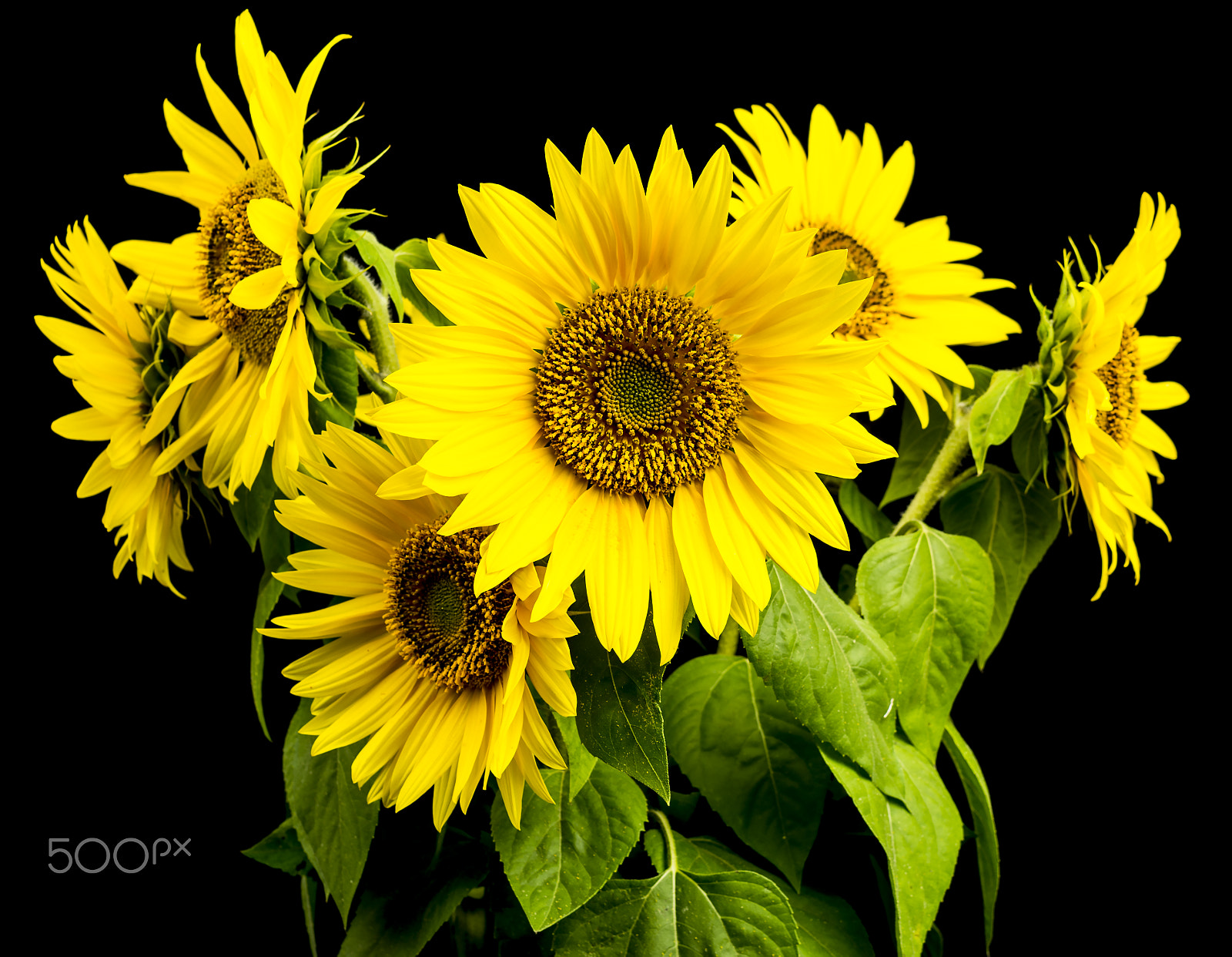 Pentax smc DA 35mm F2.8 Macro Limited sample photo. Sunflowers photography