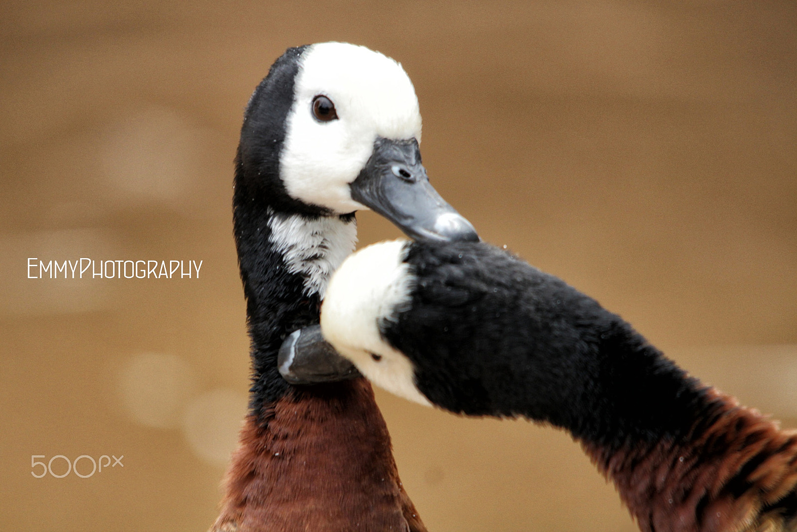 Sigma 150-500mm F5-6.3 DG OS HSM sample photo. Docks photography