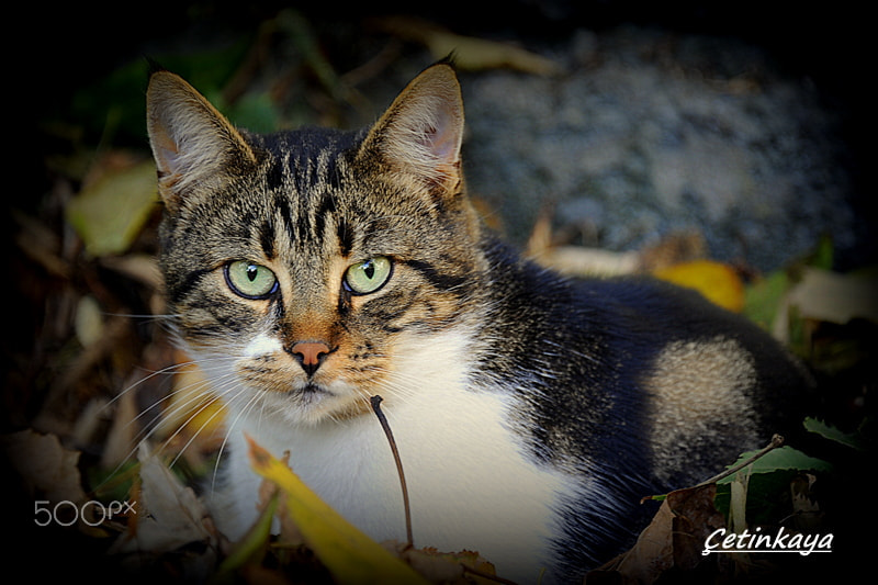 Nikon D3 sample photo. Cats photography
