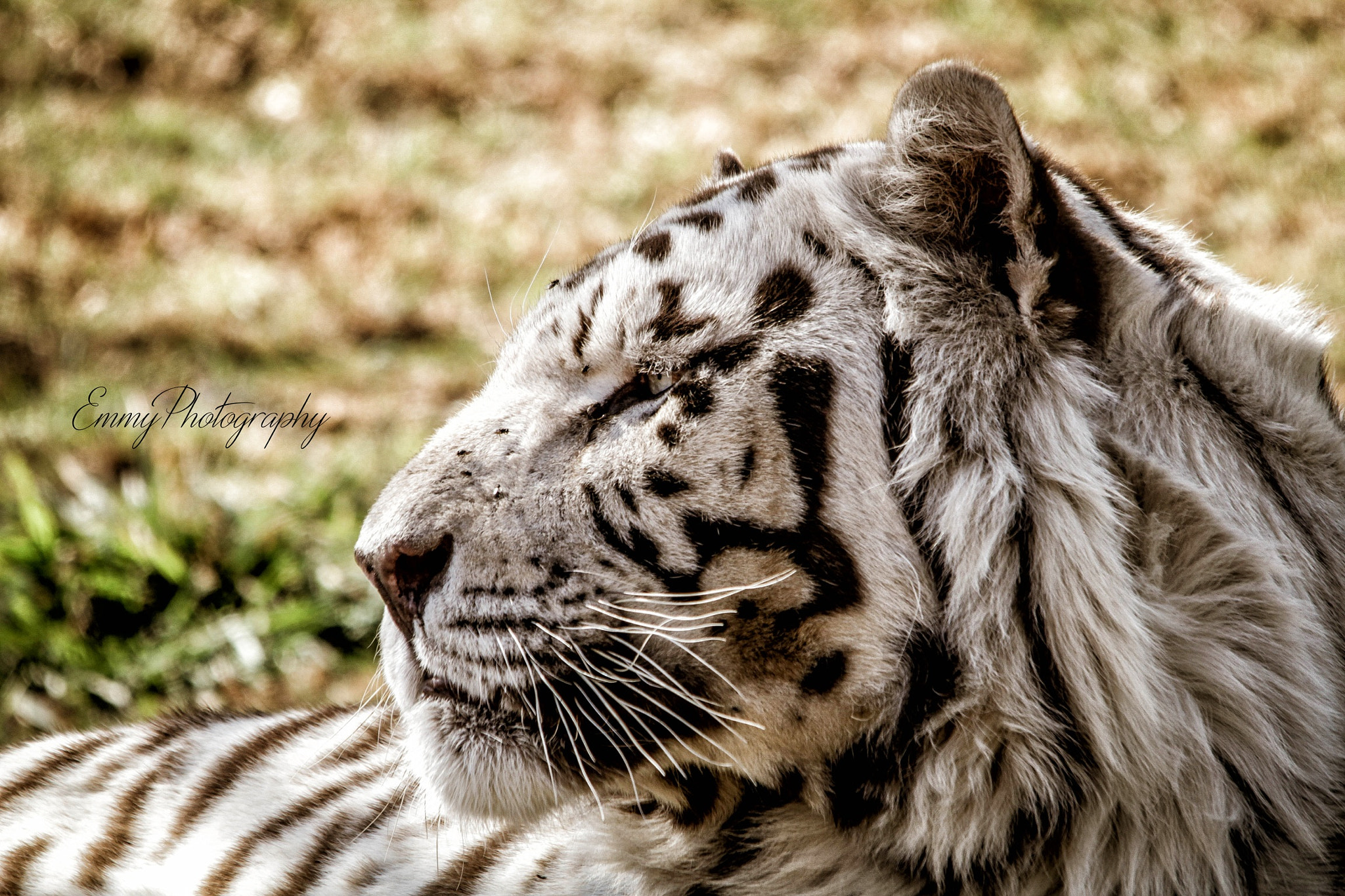 Sigma 150-500mm F5-6.3 DG OS HSM sample photo