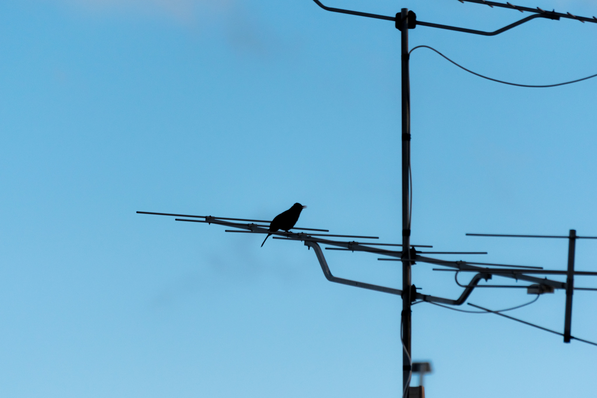 Sigma 70-300mm F4-5.6 APO DG Macro sample photo. Antenna photography