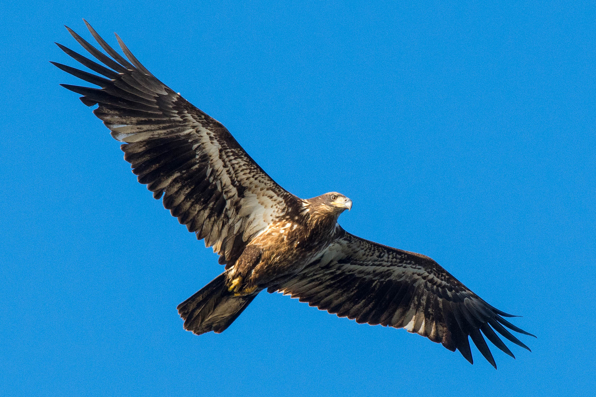 Nikon Nikkor AF-S 300mm F4E PF ED VR sample photo. Immature...like the photagrapher. photography