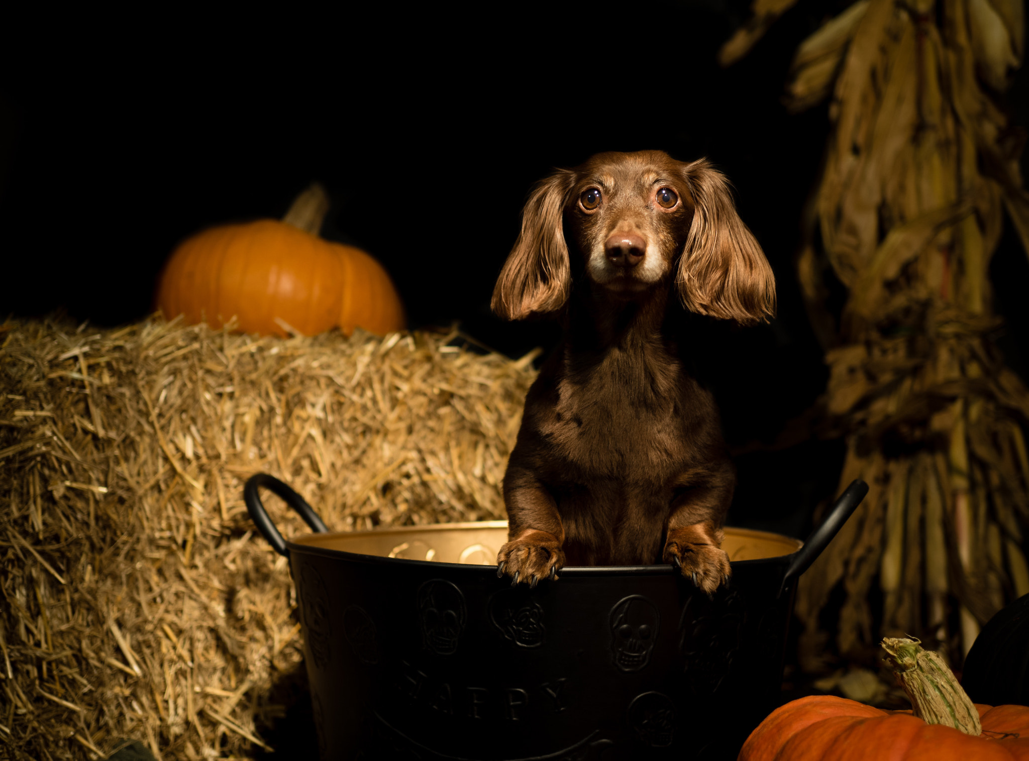 Olympus OM-D E-M5 II + Olympus M.Zuiko Digital 25mm F1.8 sample photo. Halloween dog photography