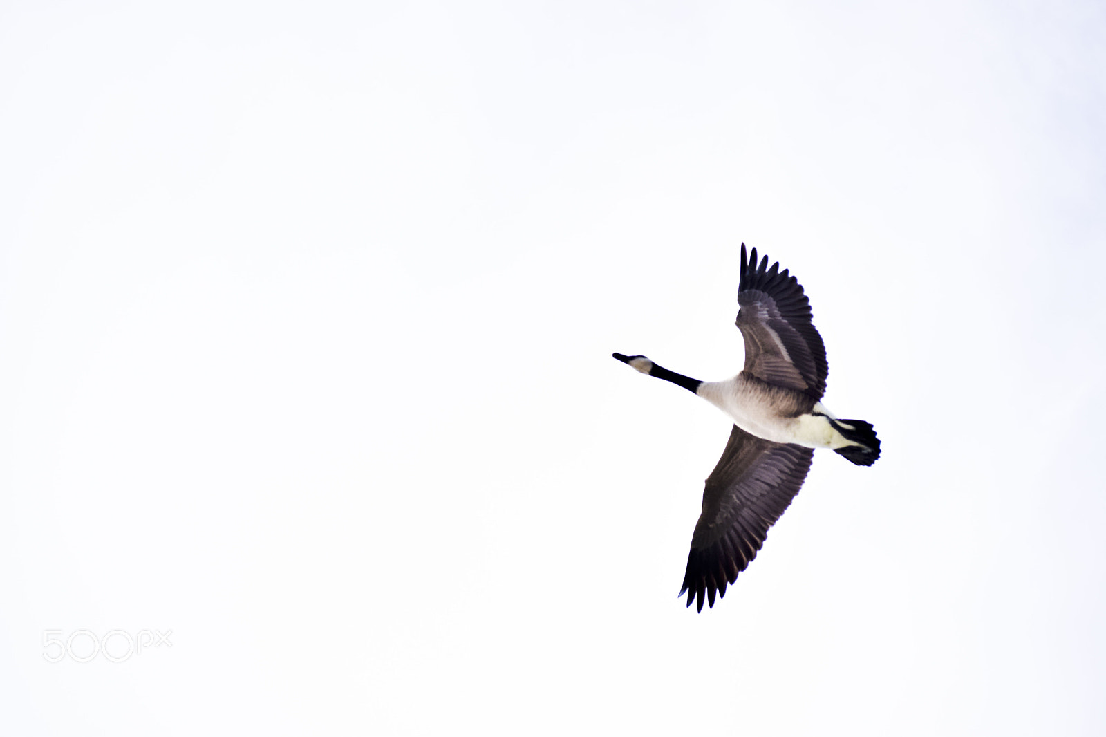 Zoom-Nikkor 1200-1700mm f/5.6-8 P ED IF sample photo. Gary the goose photography