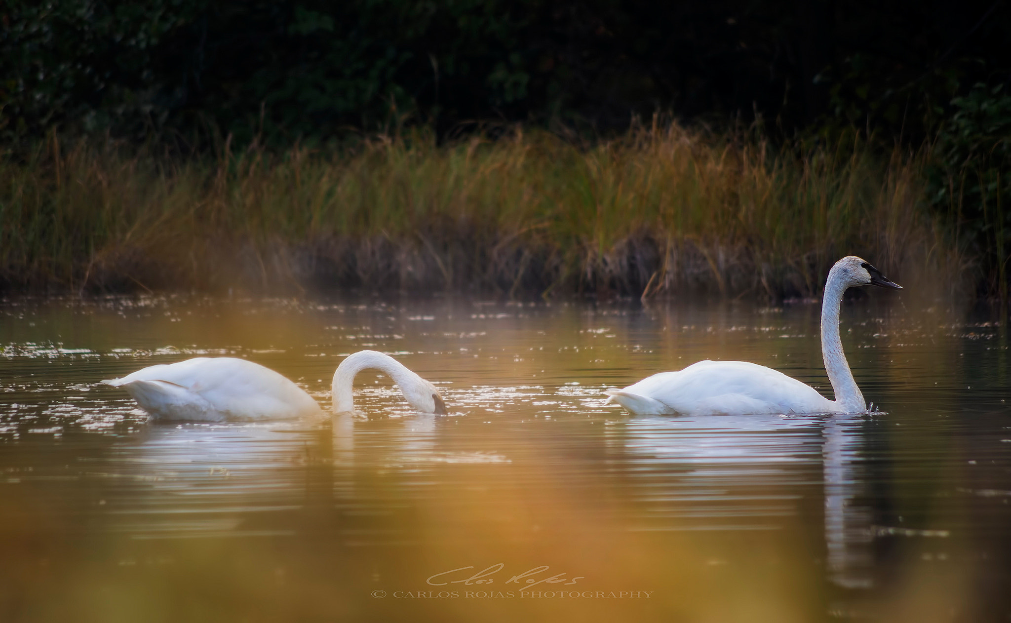 Pentax K-3 sample photo. Autumn swans photography