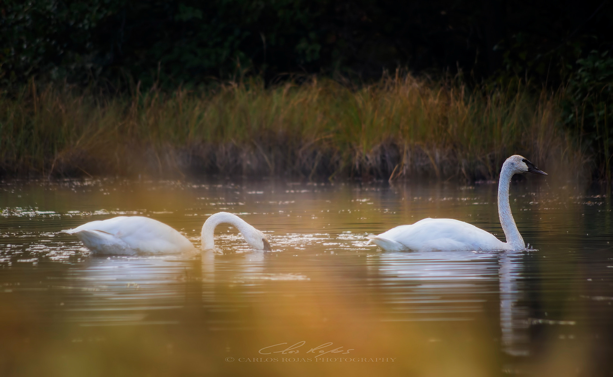 Pentax smc DA 55-300mm F4.0-5.8 ED sample photo. Autumn swans photography