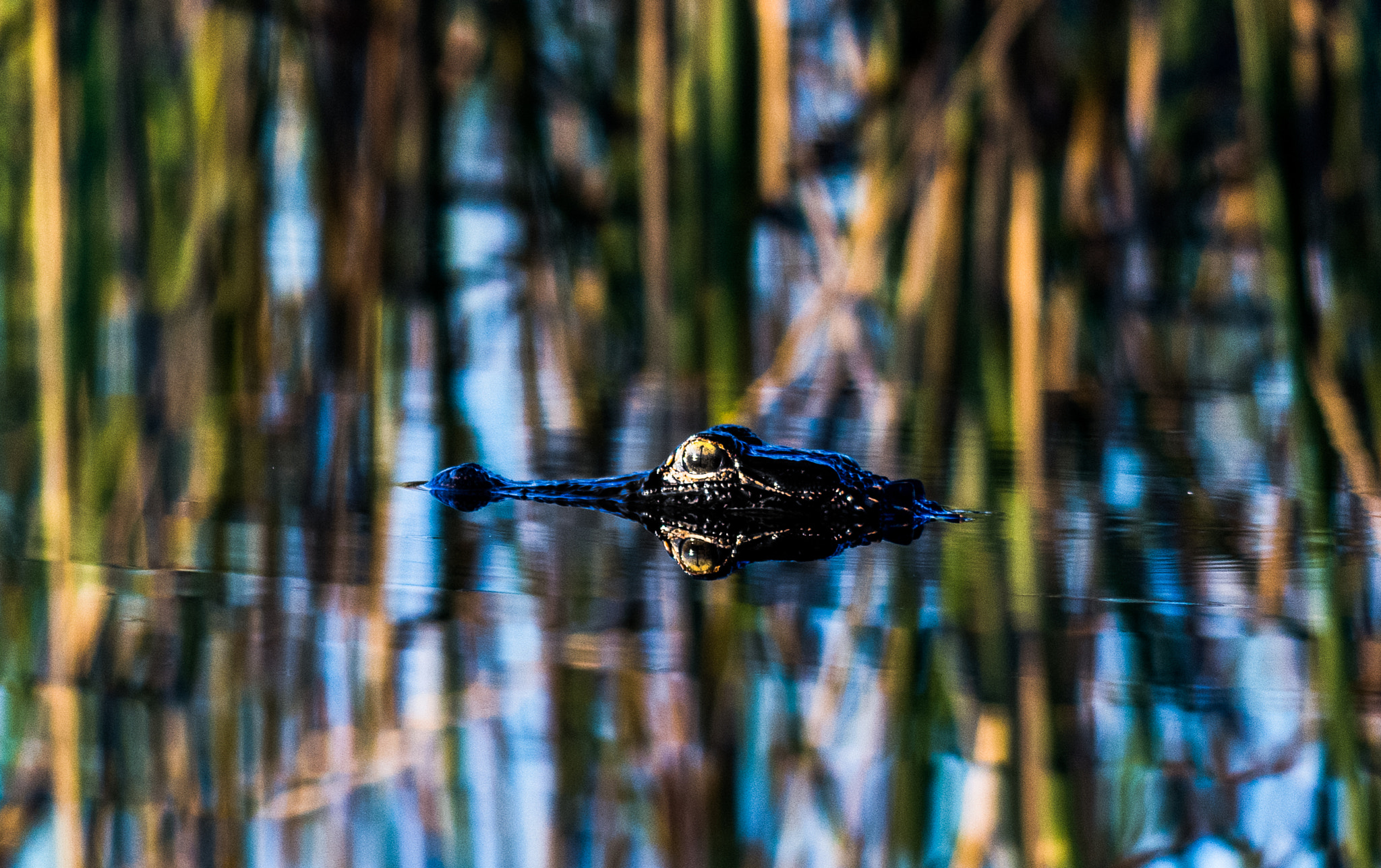 Nikon AF-S Nikkor 70-200mm F4G ED VR sample photo. Gator photography