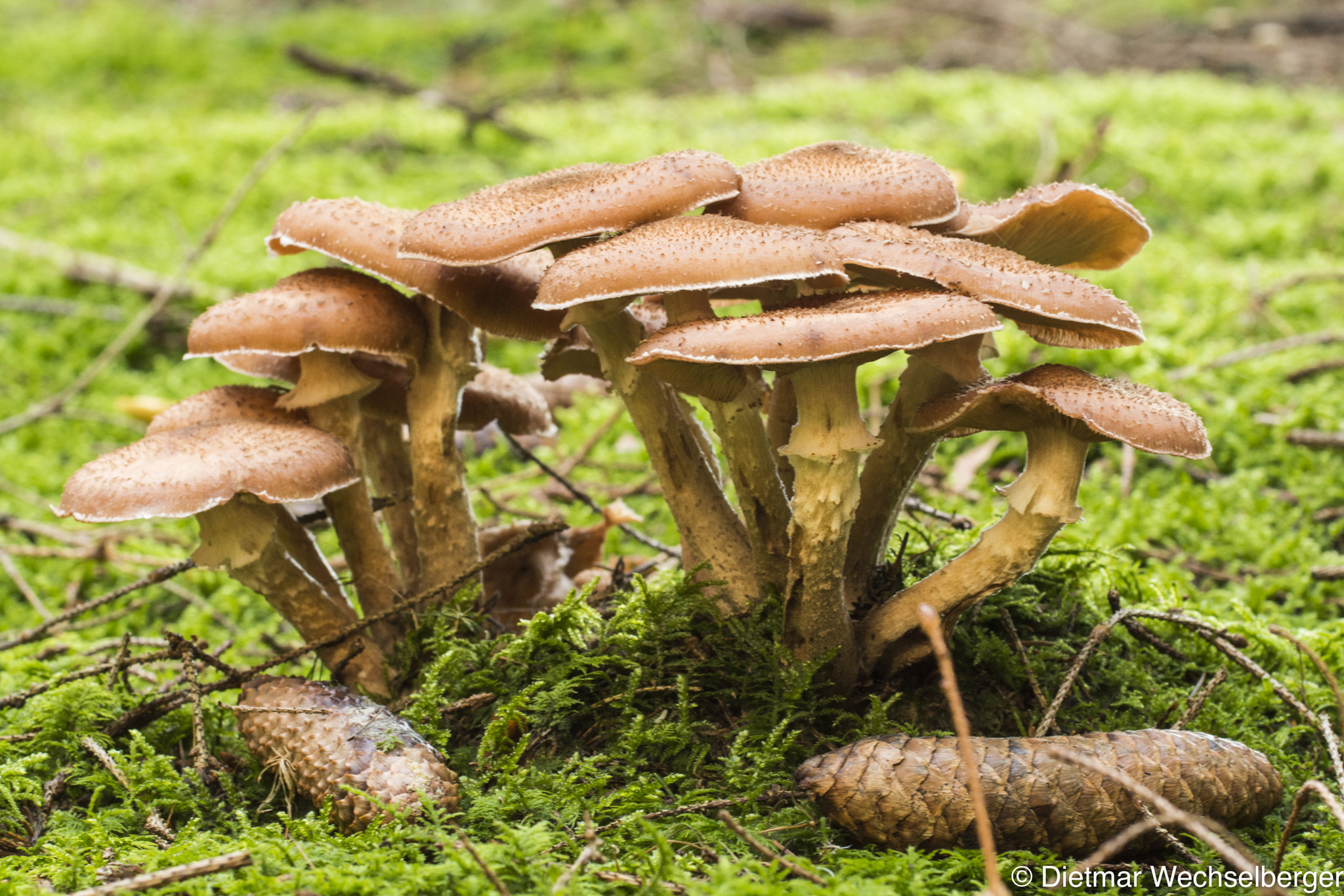 Nikon AF-S Nikkor 70-200mm F4G ED VR sample photo. Group of mushroom photography
