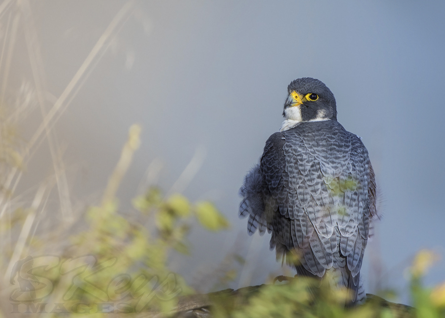 Nikon D7200 + Sigma 500mm F4.5 EX DG HSM sample photo. Stalking (peregrine falcon) photography