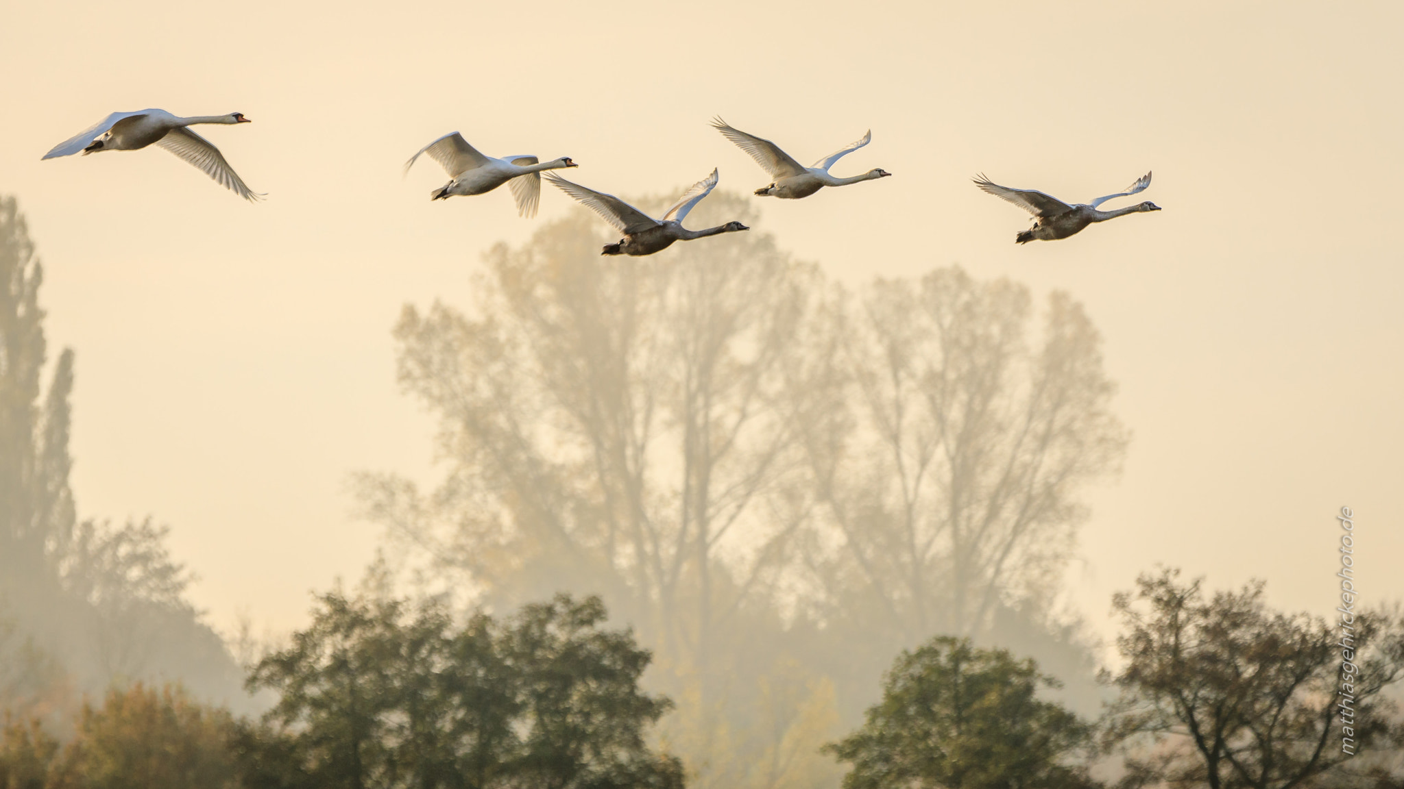 Canon EOS 5D Mark IV + Canon EF 70-200mm F2.8L IS II USM sample photo. Swan family flying in autumn fog over dutzendteih photography