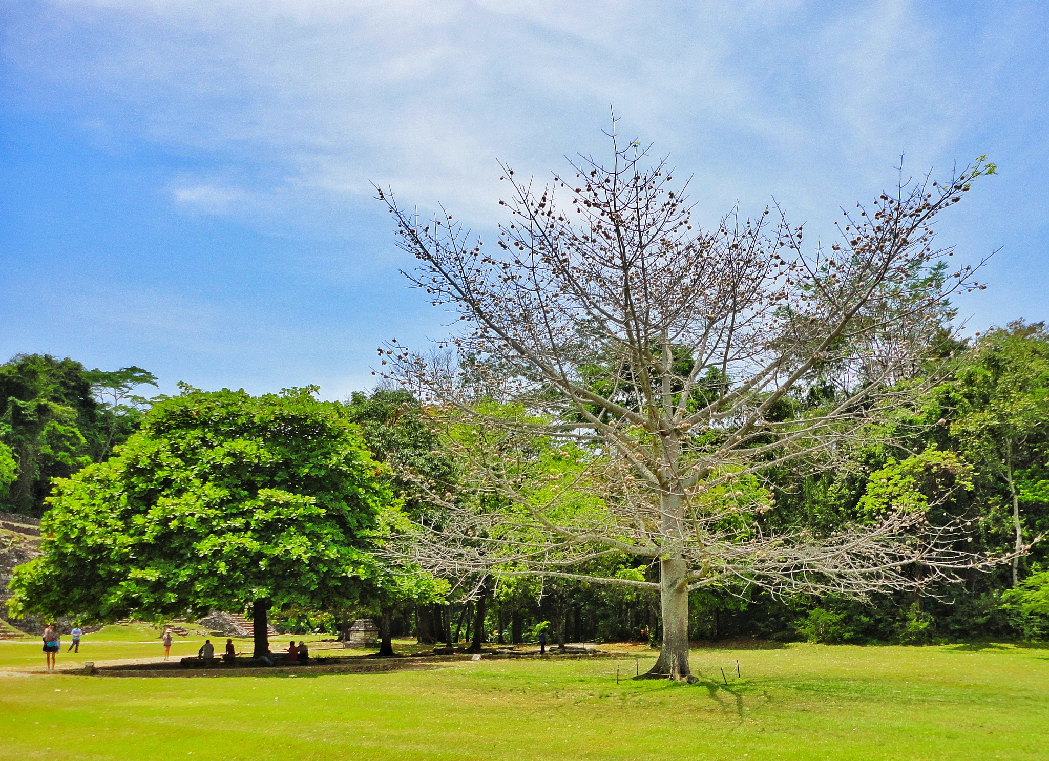 Sony Cyber-shot DSC-W350 sample photo. Ceiba tree palenque  photography