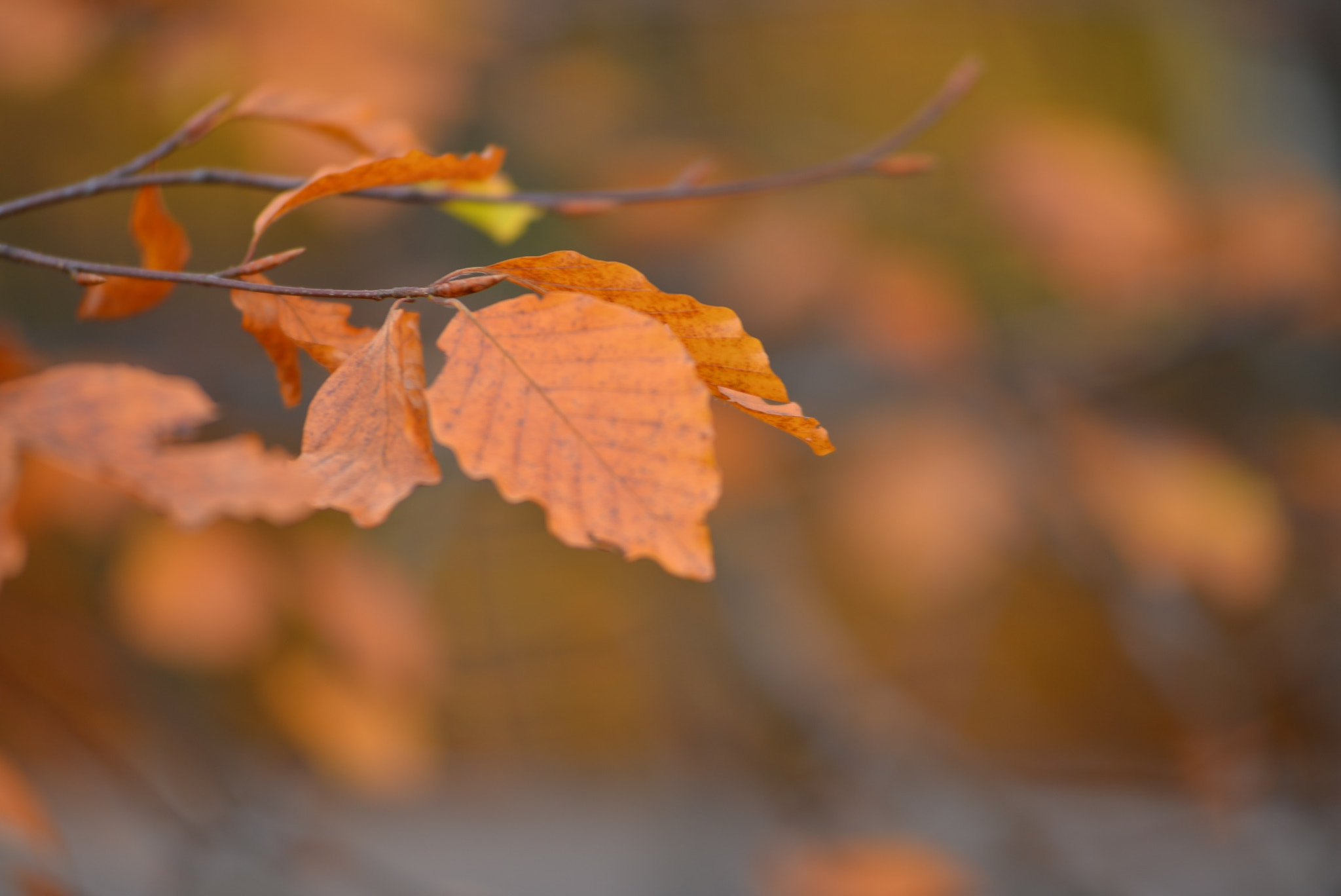 Nikon AF-Nikkor 80-200mm F2.8D ED sample photo. Skäralid nationalpark#1 photography