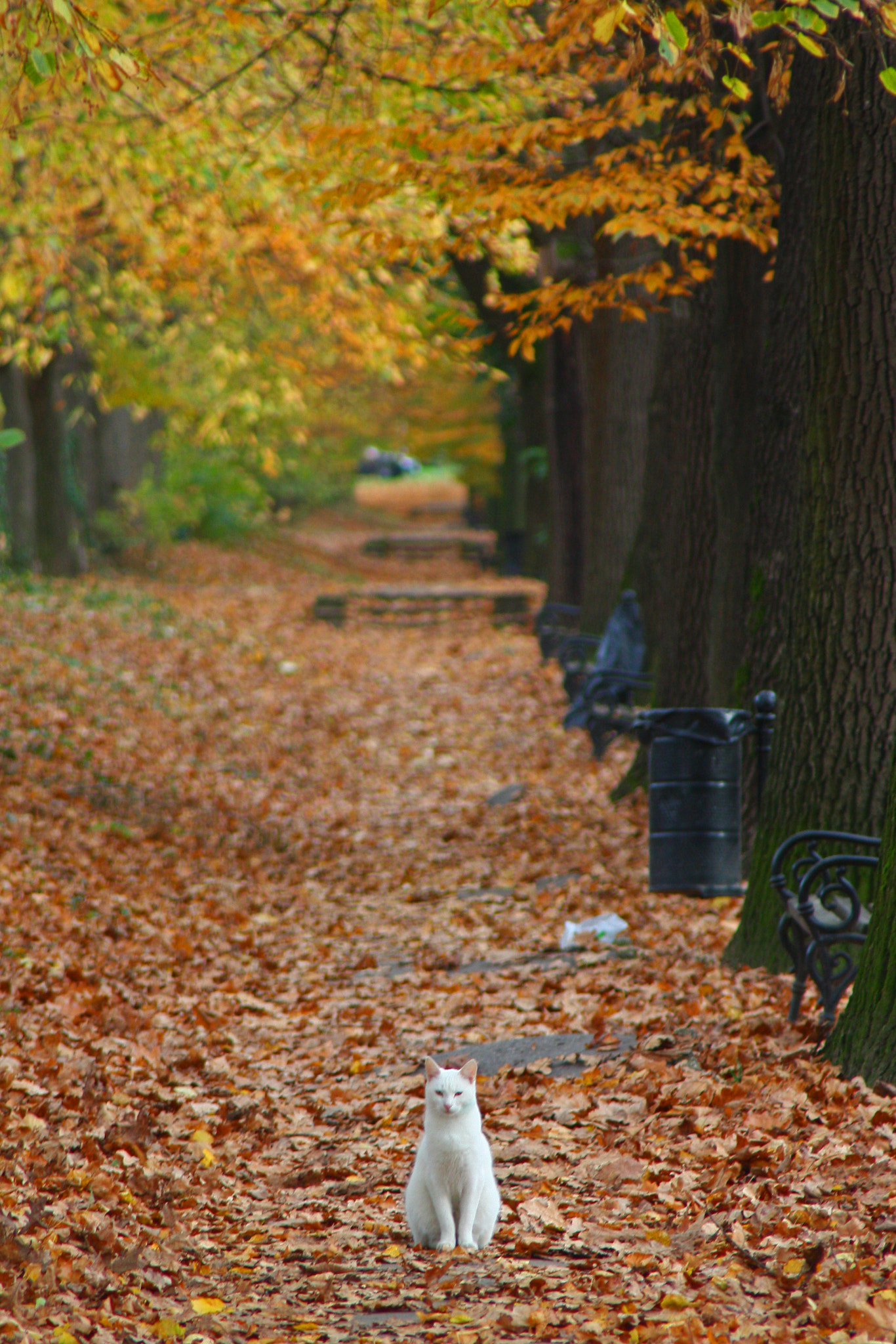 Canon EF 70-210mm f/3.5-4.5 USM sample photo. Meow! photography