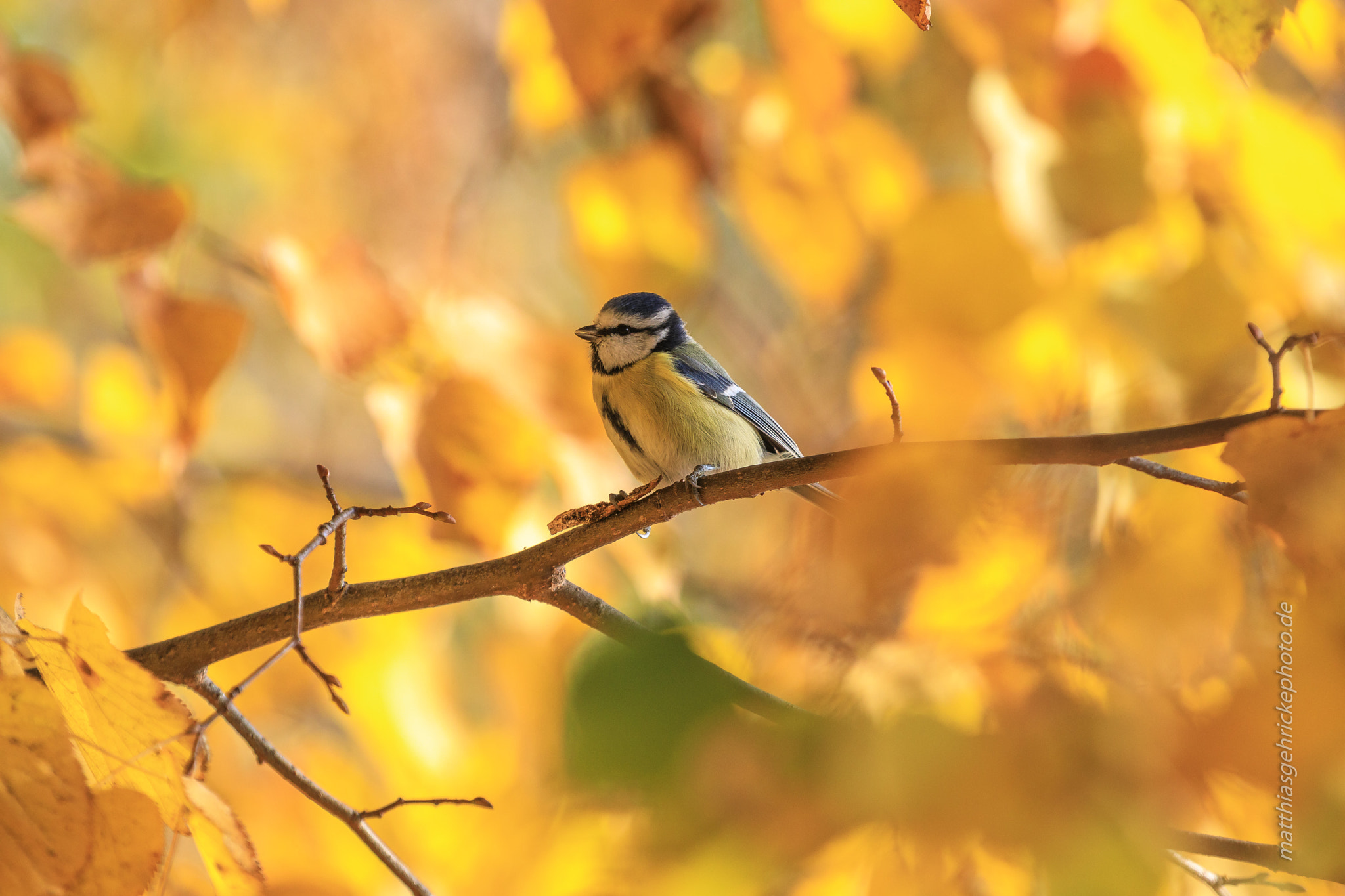 Canon EF 70-200mm F2.8L IS II USM sample photo. Blue tit in between autumn leaves photography